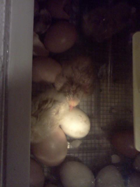 Hatchings 2