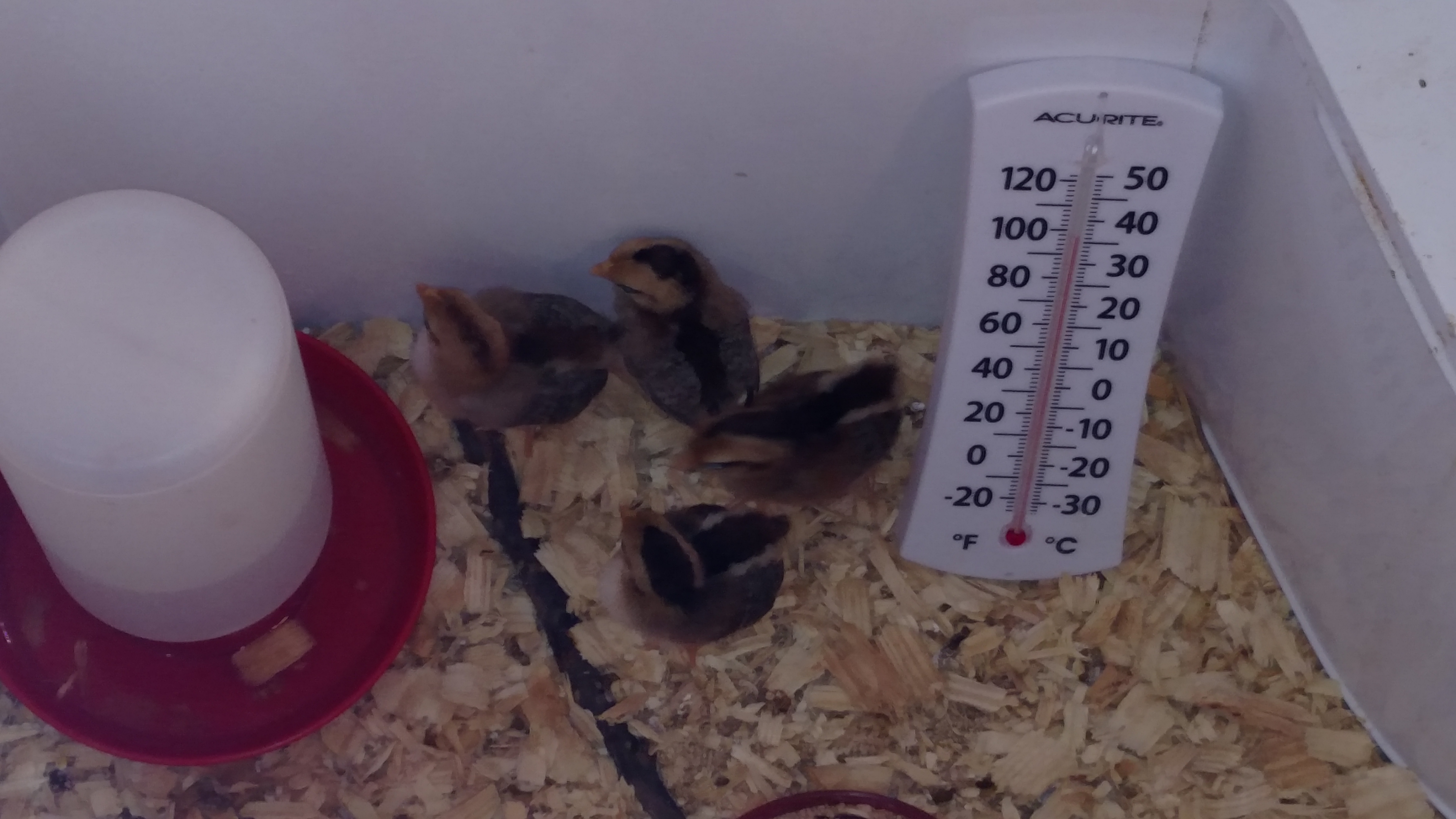 Hatchlings I have in incubator will go into this (mom's) freezer tomorrow evening if they make it 24 hours.