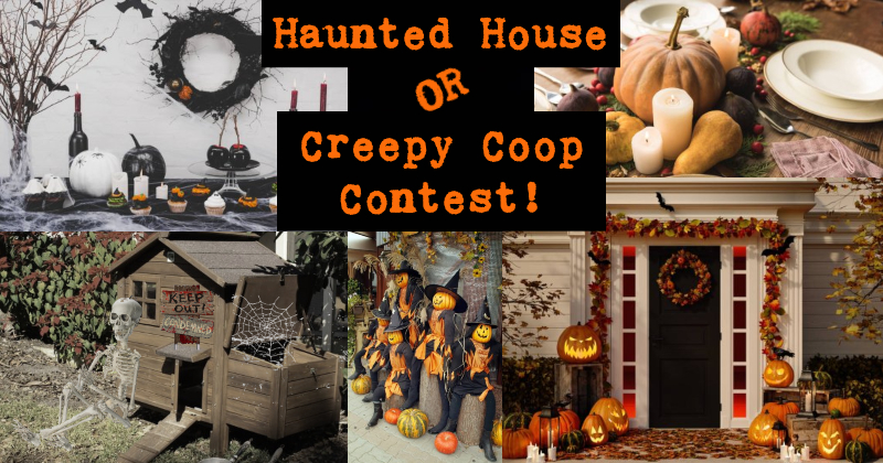 Haunted House or Creepy Coop Contest.jpg