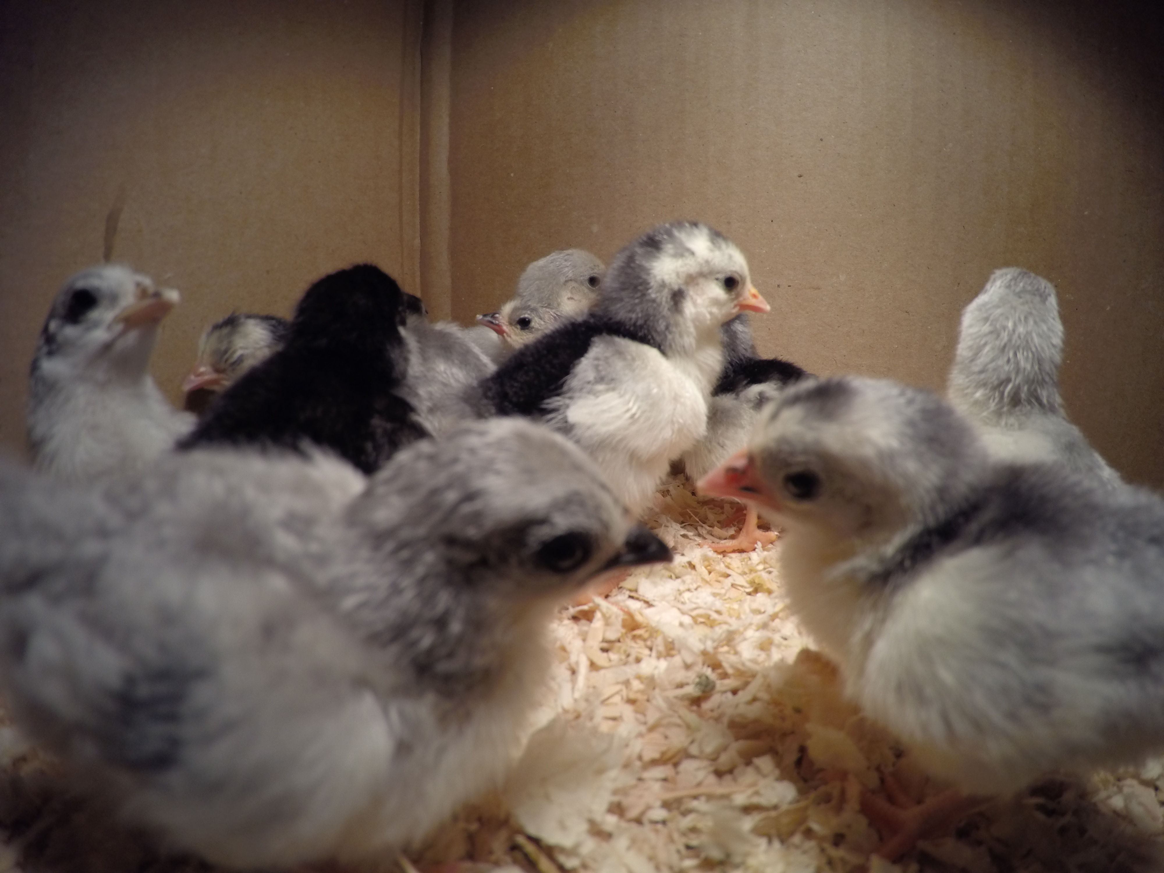 Have 12 Healthy Hatchlings as of today, with 7 being Platinum in color..