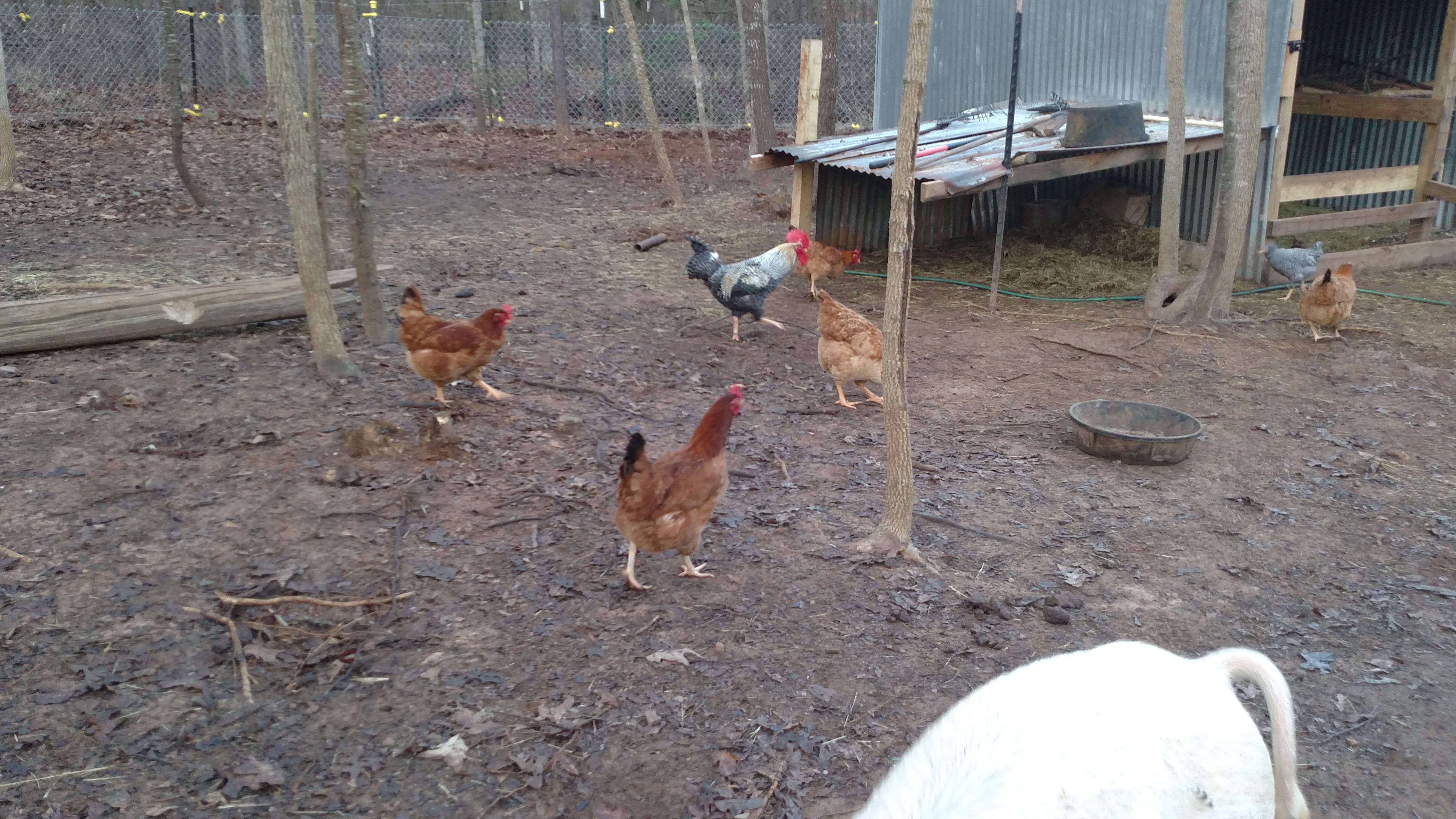 Have 5 large red hens in same pen.  They are about 6 months old I think.  Had one lay an egg couple days ago.