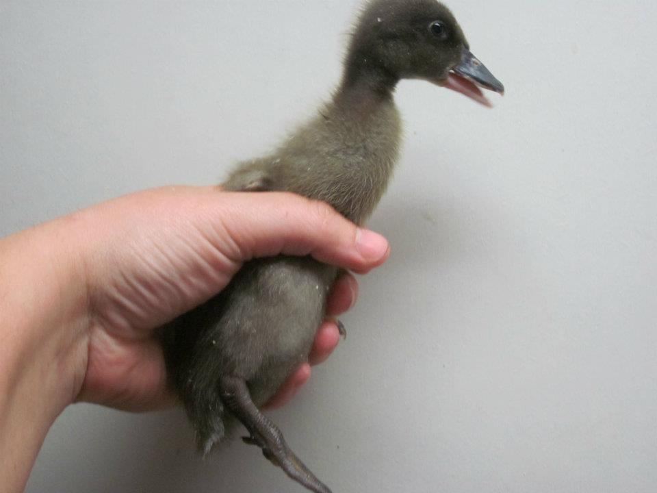 Have yet to determine the name on this duckling! Waiting to figure out the gender!
