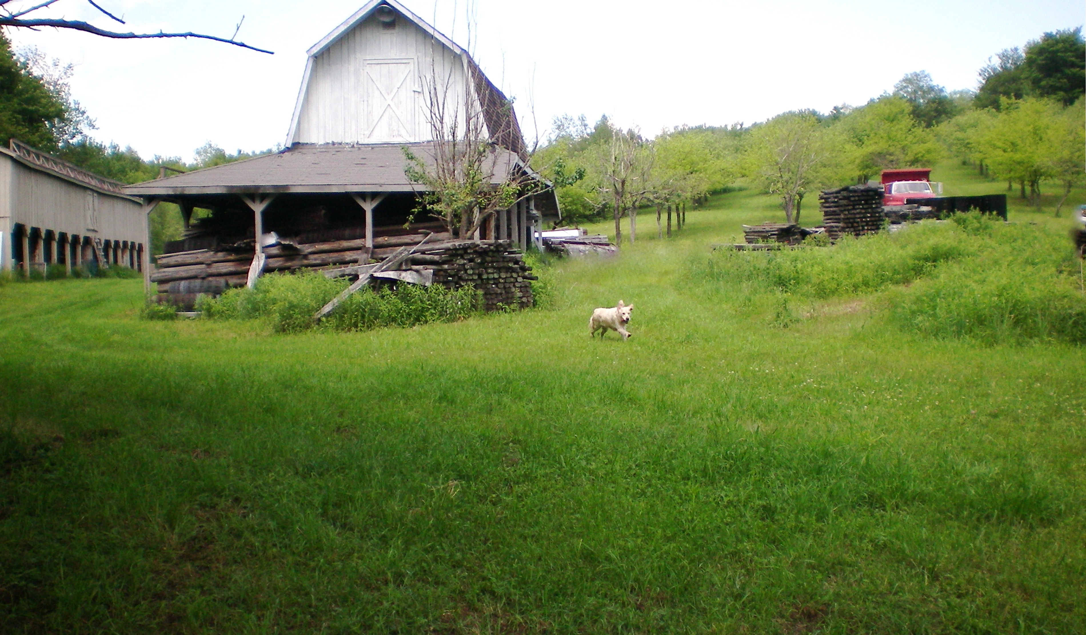 Having a blast running around the property.