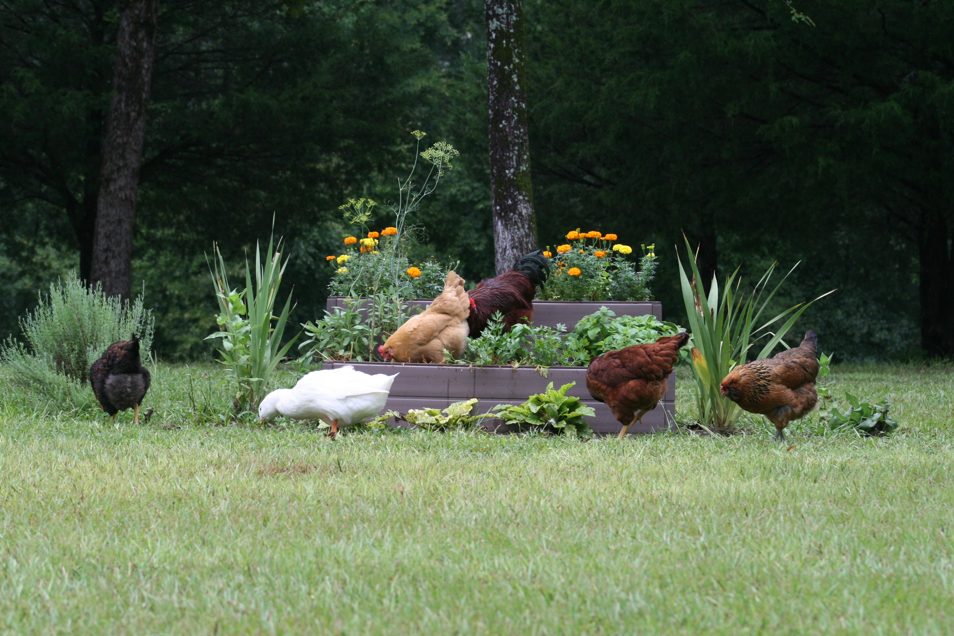 Having some chicken friendly herb snacks