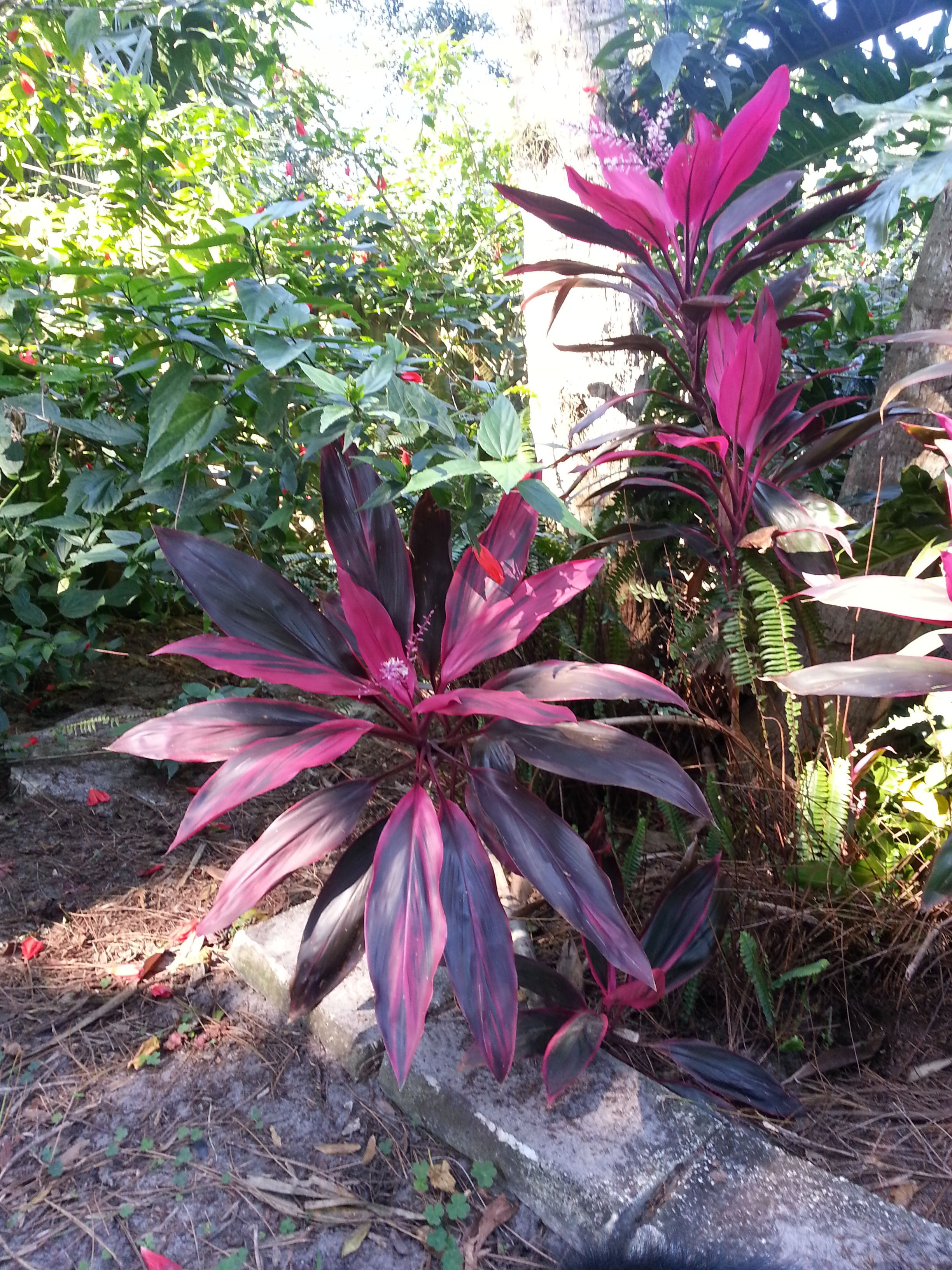 Hawiaan Ti (pronounced "tea") 
Great houseplant, cold and heat and humidity or dry air tolerant, drought and flood tolerant, chicken and children safe, edible, comes back from root after frost. And just so flippin pretty!
