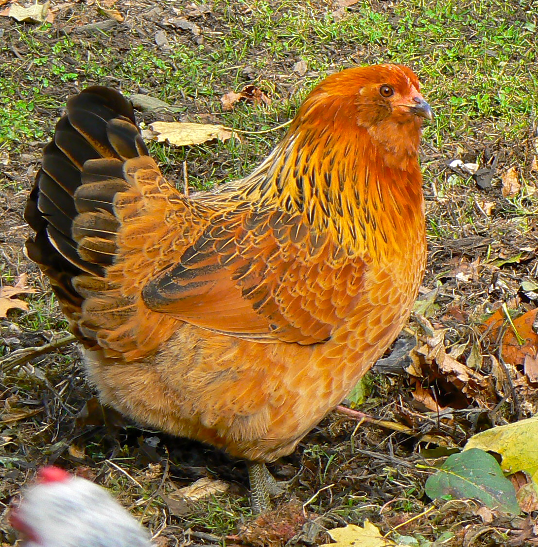 Hawk - Araucanas