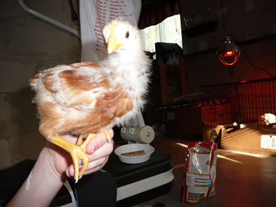 Hawk at 3 weeks