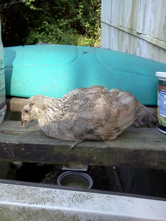 Hawk chicken 2 side view