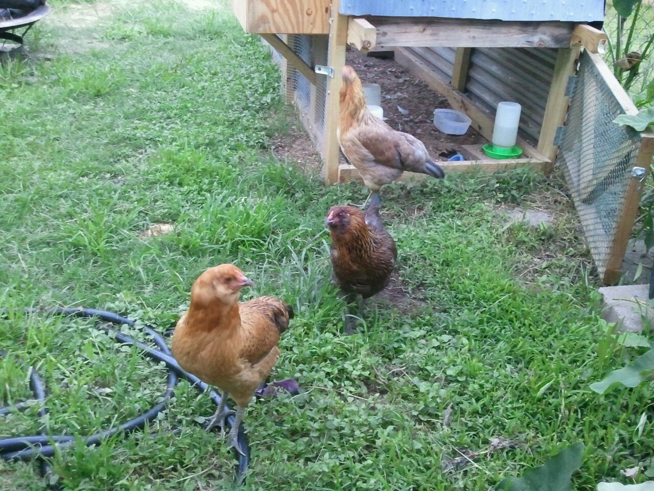 Hawk, Cocoa, Cleopatra