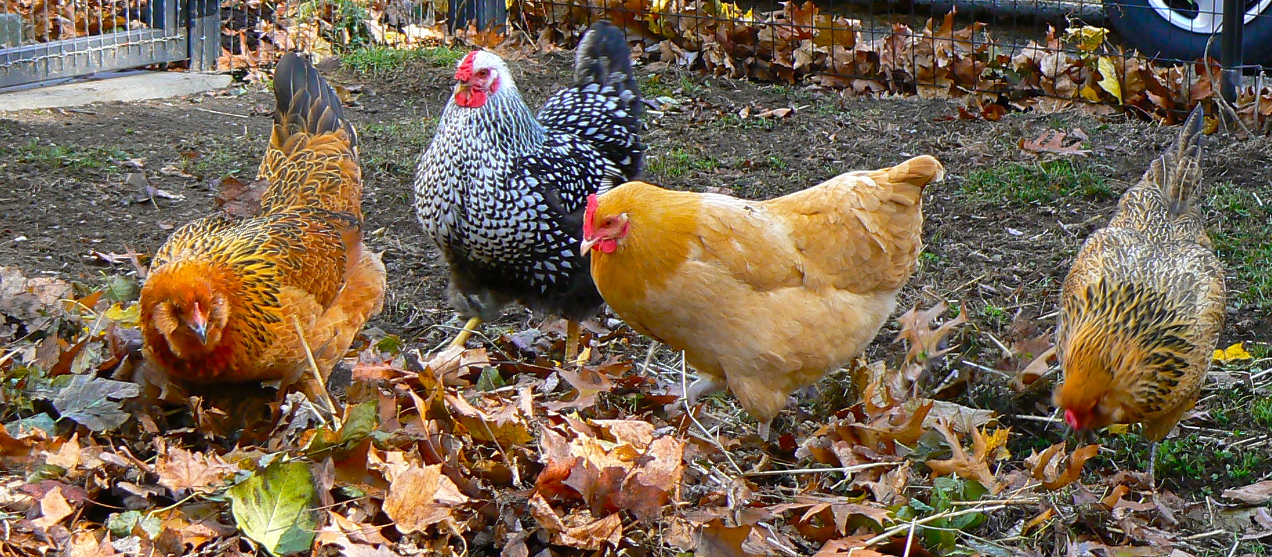 Hawk, Dot, Bernadette, & Nellie