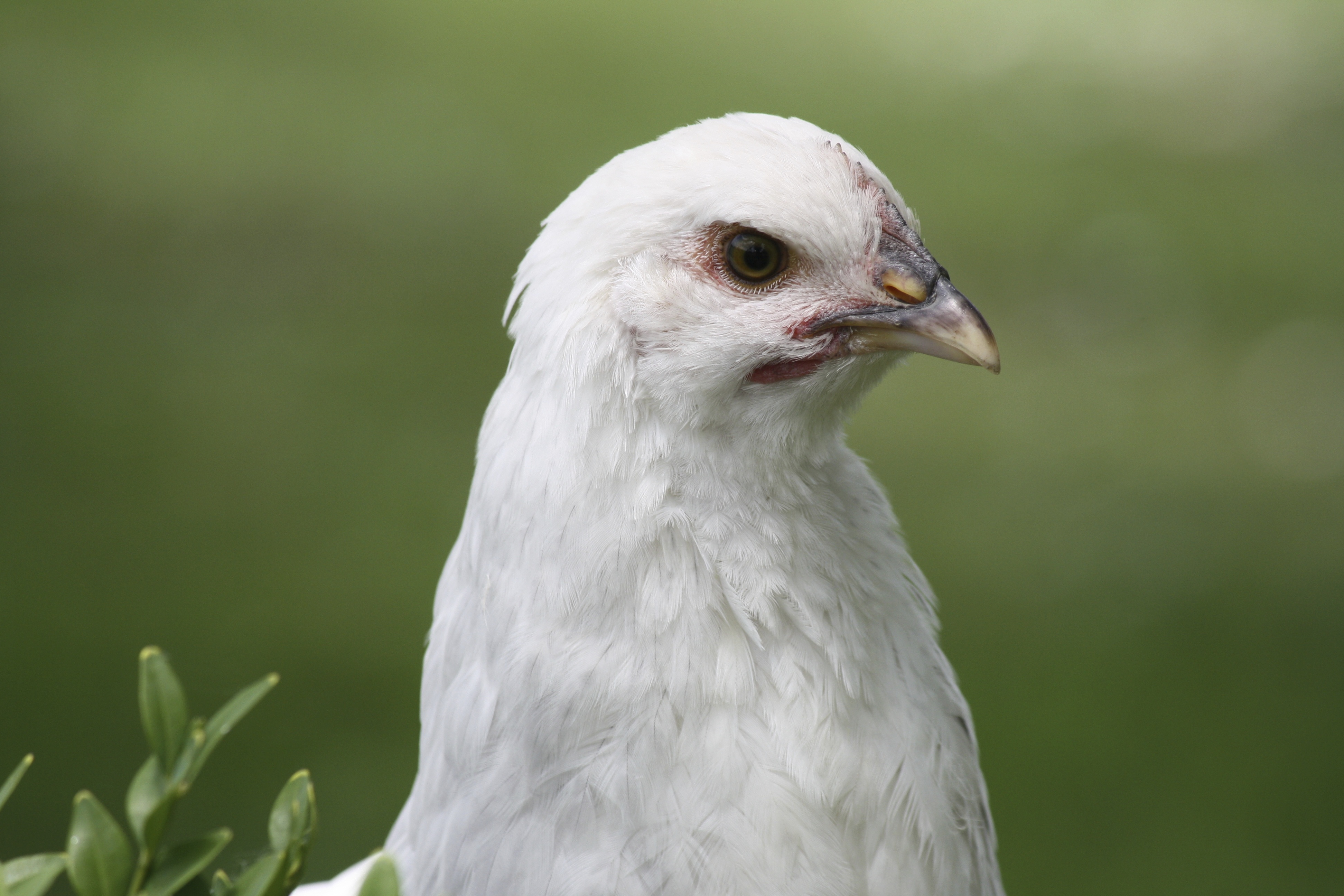 Hawk Eye- Coronation Sussex