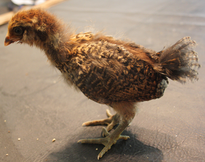 Hawk Eye (we think shes our Easter Egger)