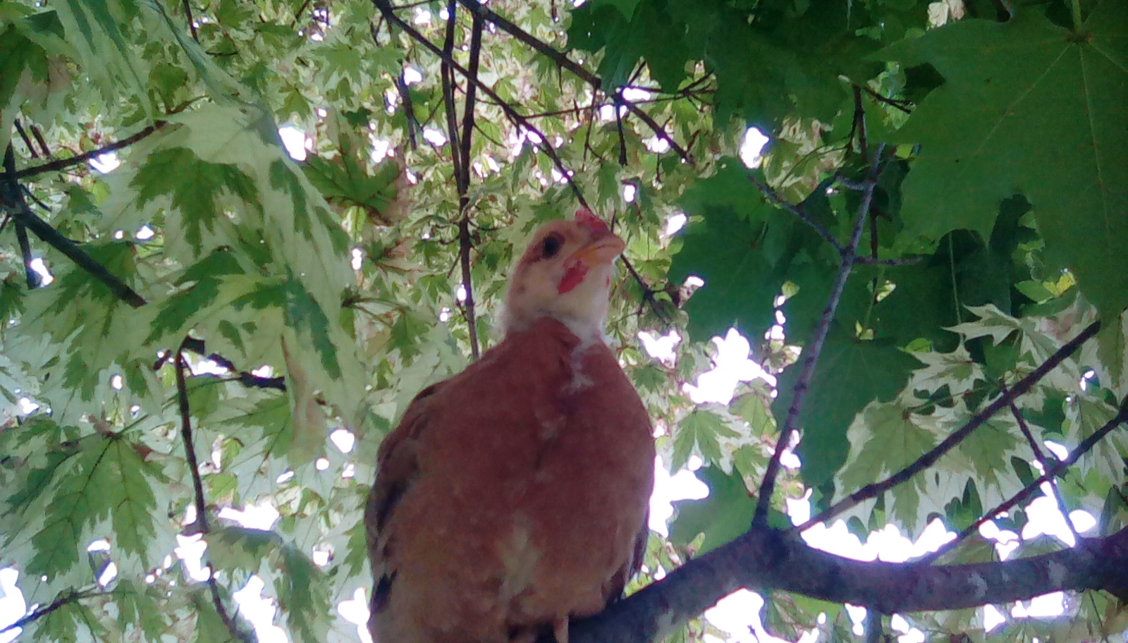 Hawk in a tree...