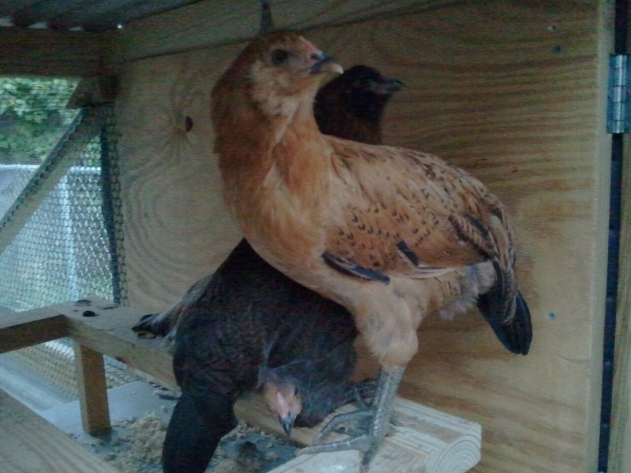 Hawk in front, Cocoa behind, Cleopatra looking from underneath