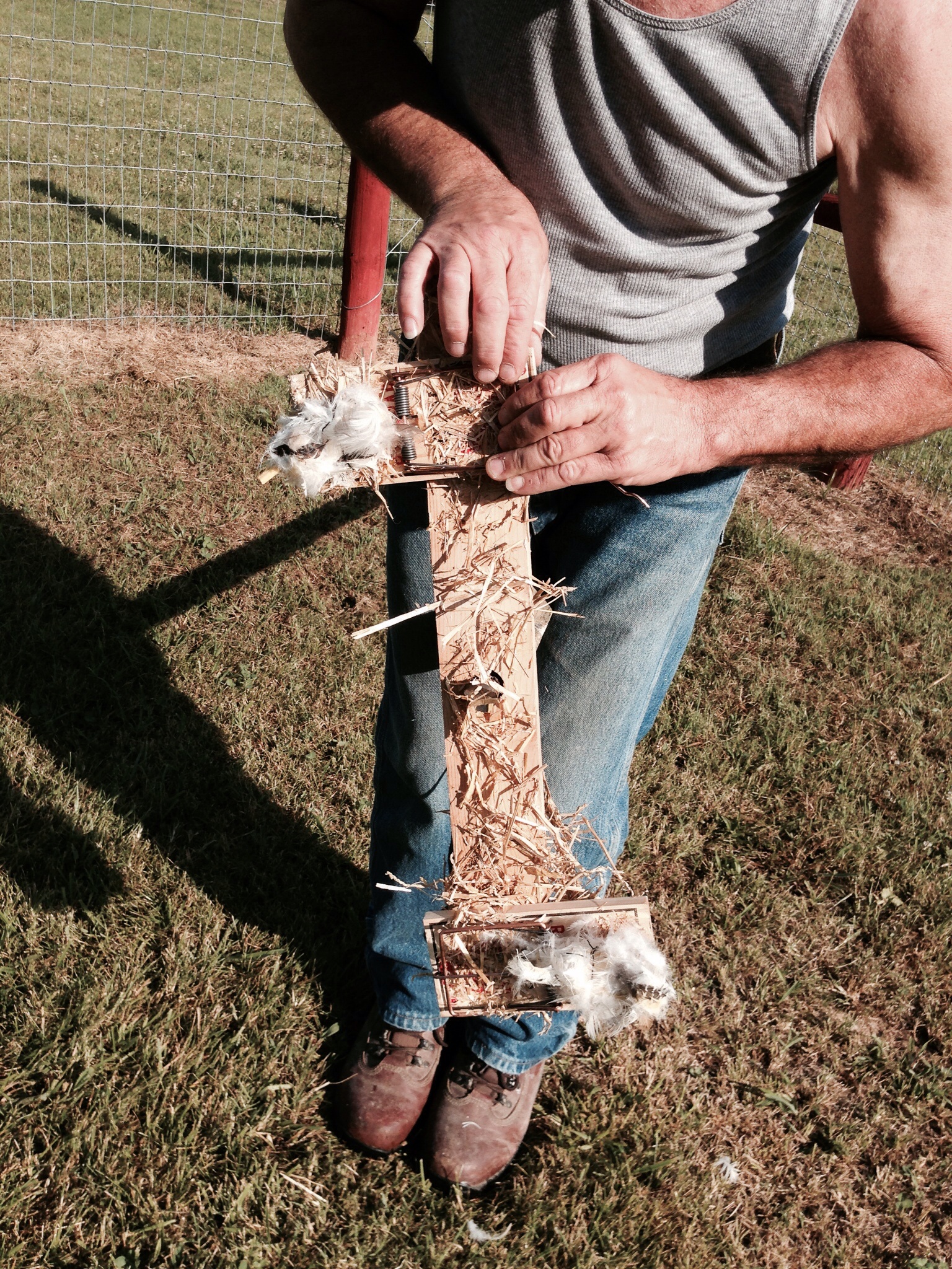 Hawk trap made with rat traps