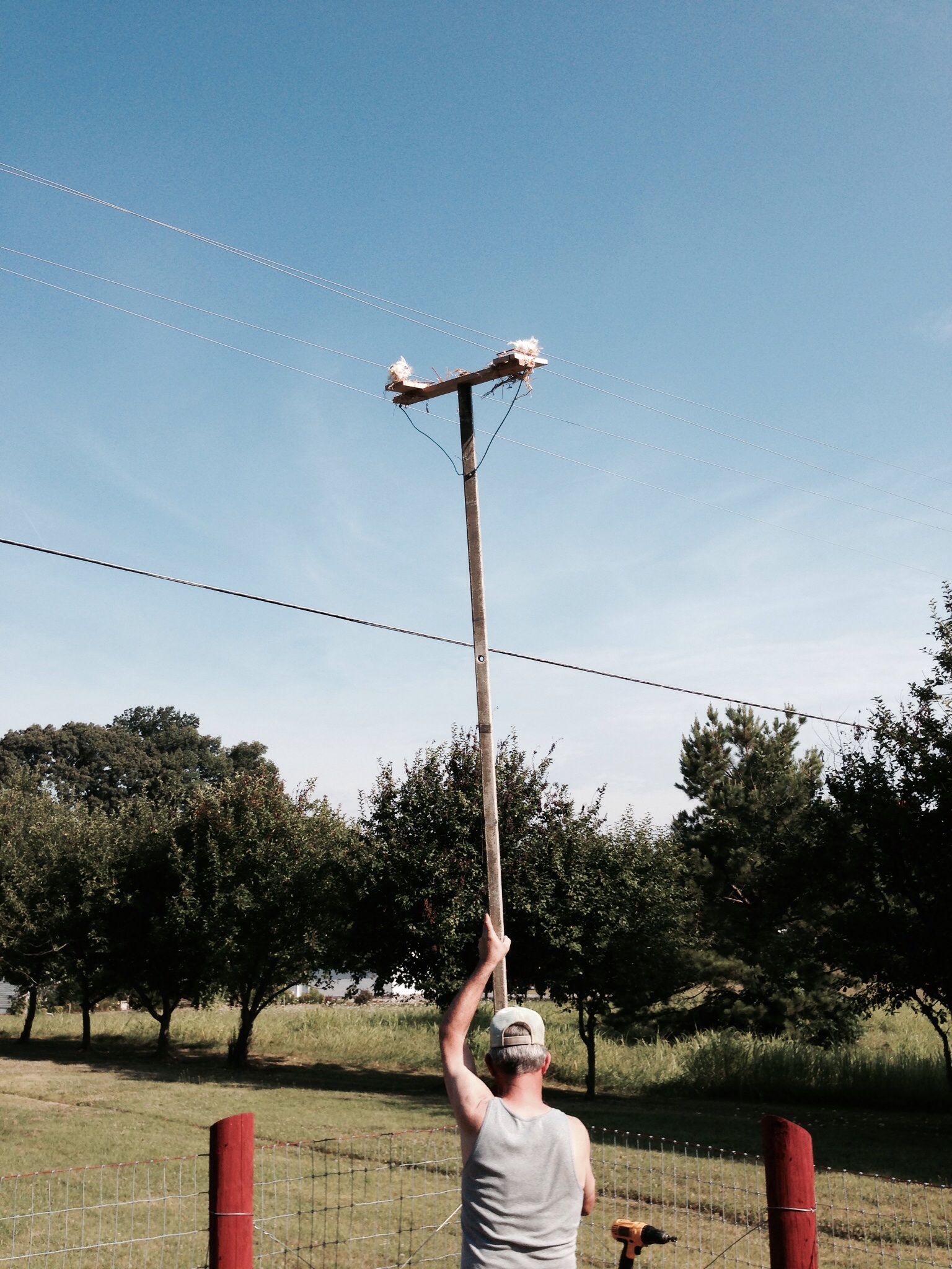 Hawk trap