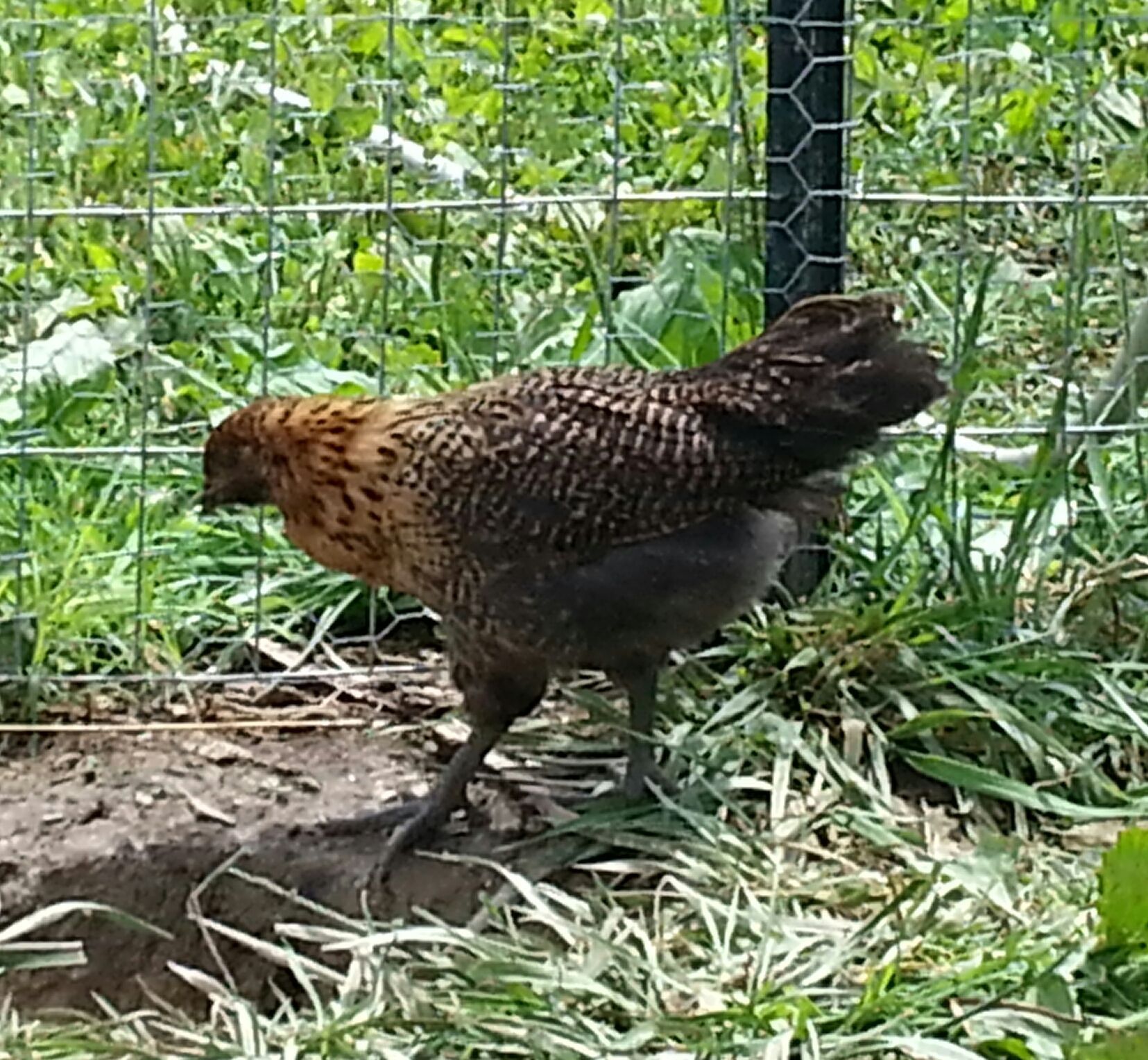 hawk up close