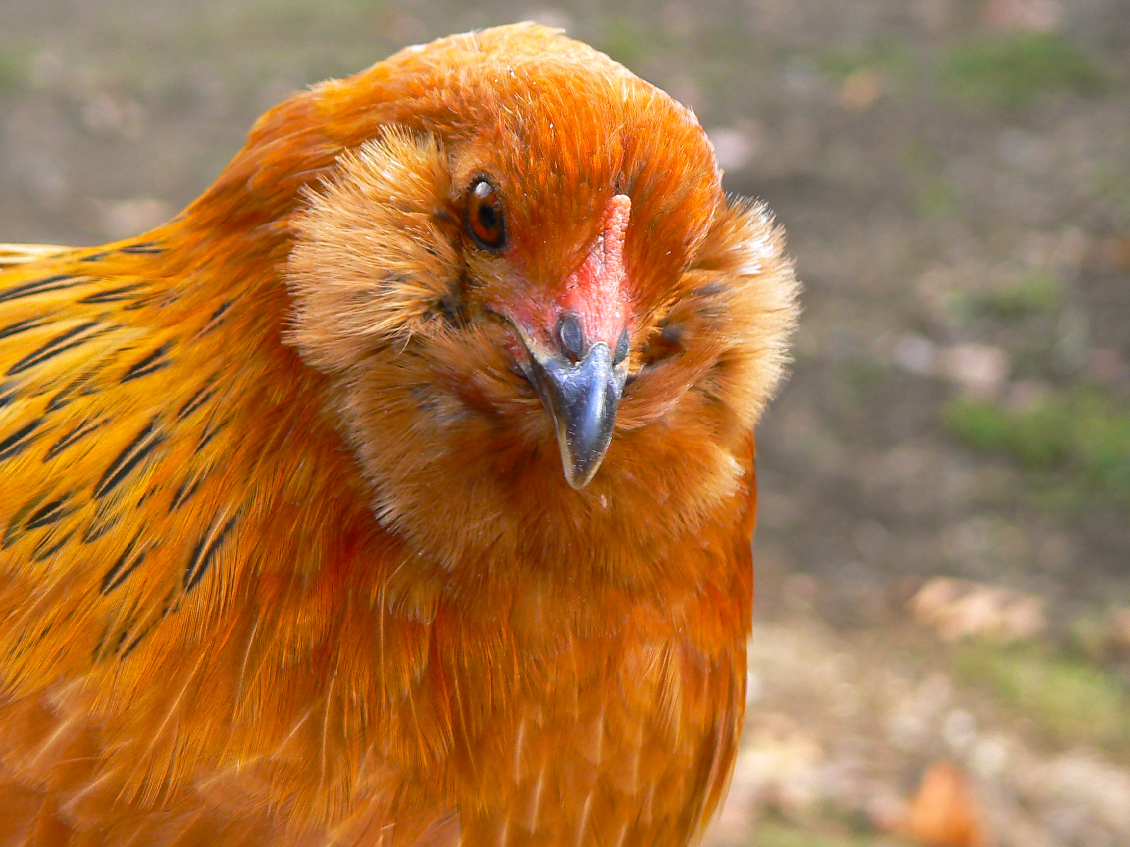 Hawk
