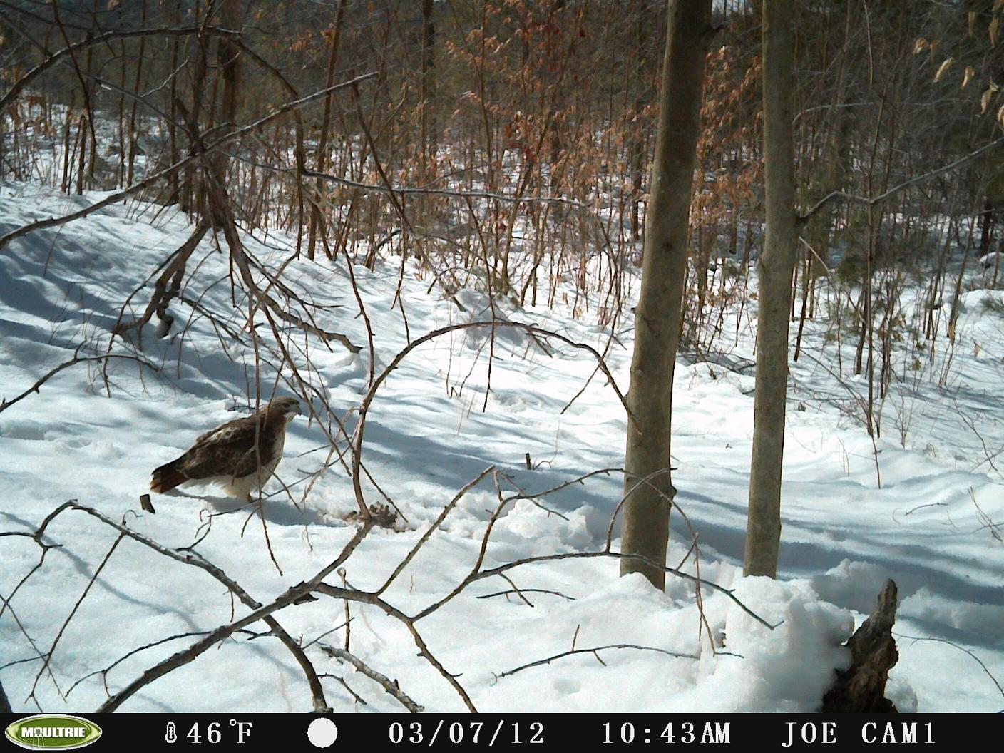 Hawk