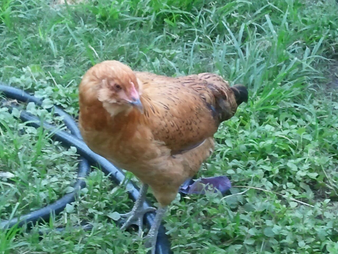 Hawk