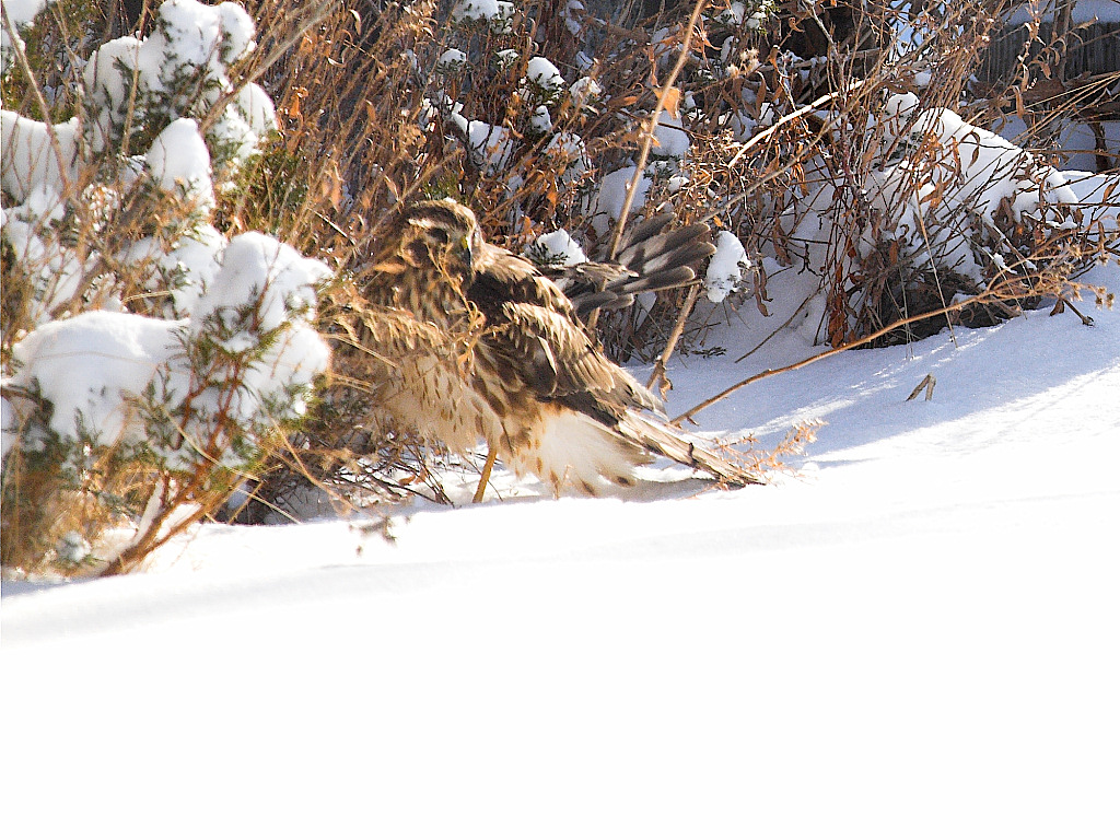 Hawk