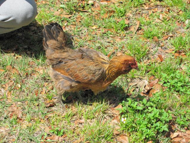 Hawkins, an Easter Egger

She was the most flighty of all our birds.  Hatched beginning of Oct. 2009 and died fall of 2010, presumable from heat.