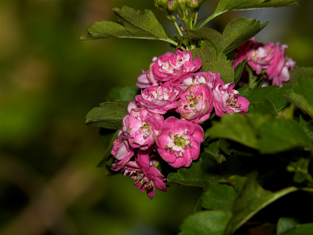 Hawthorn_X6021074_06-02-2020-001.jpg