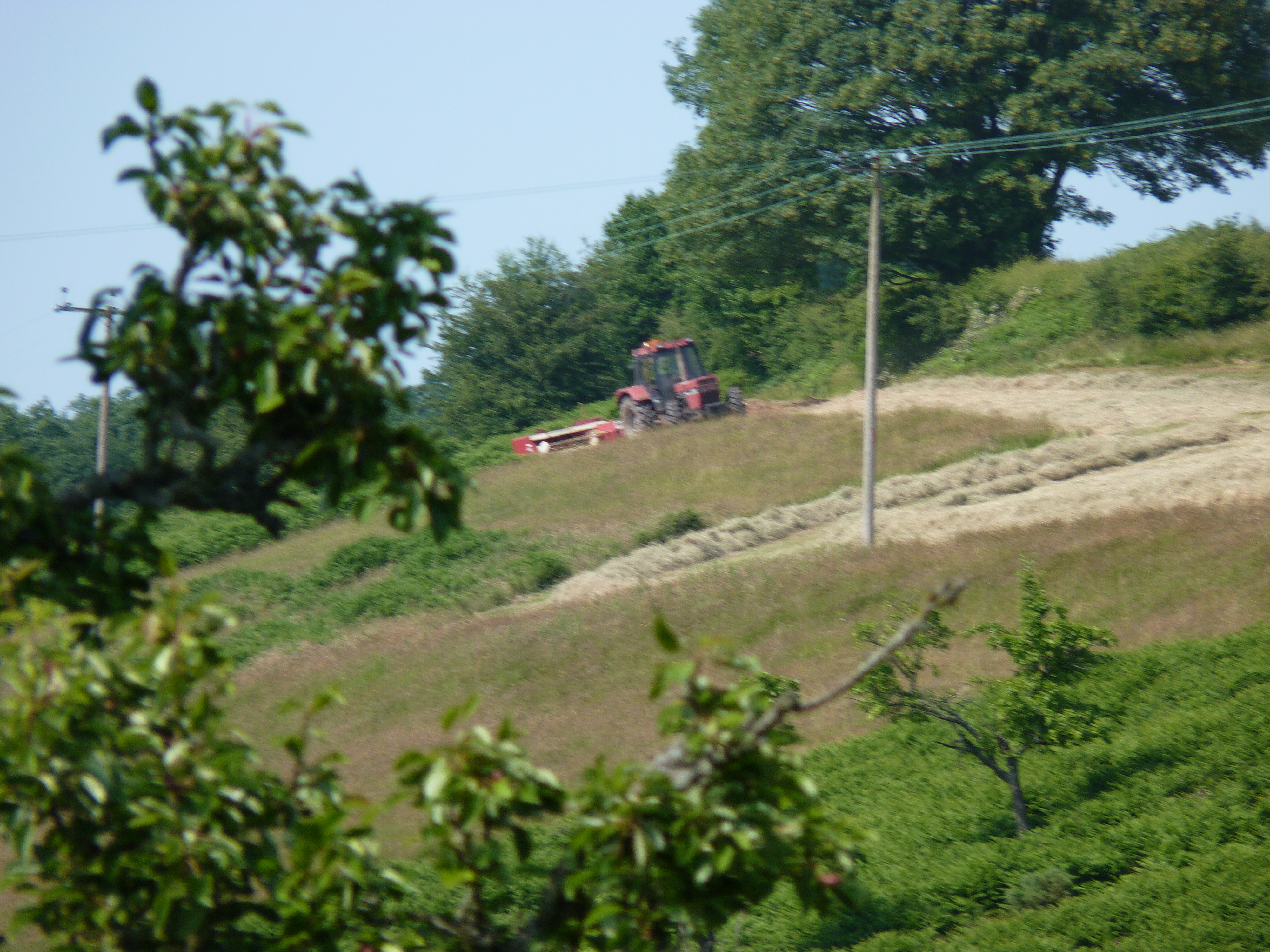 haymaking