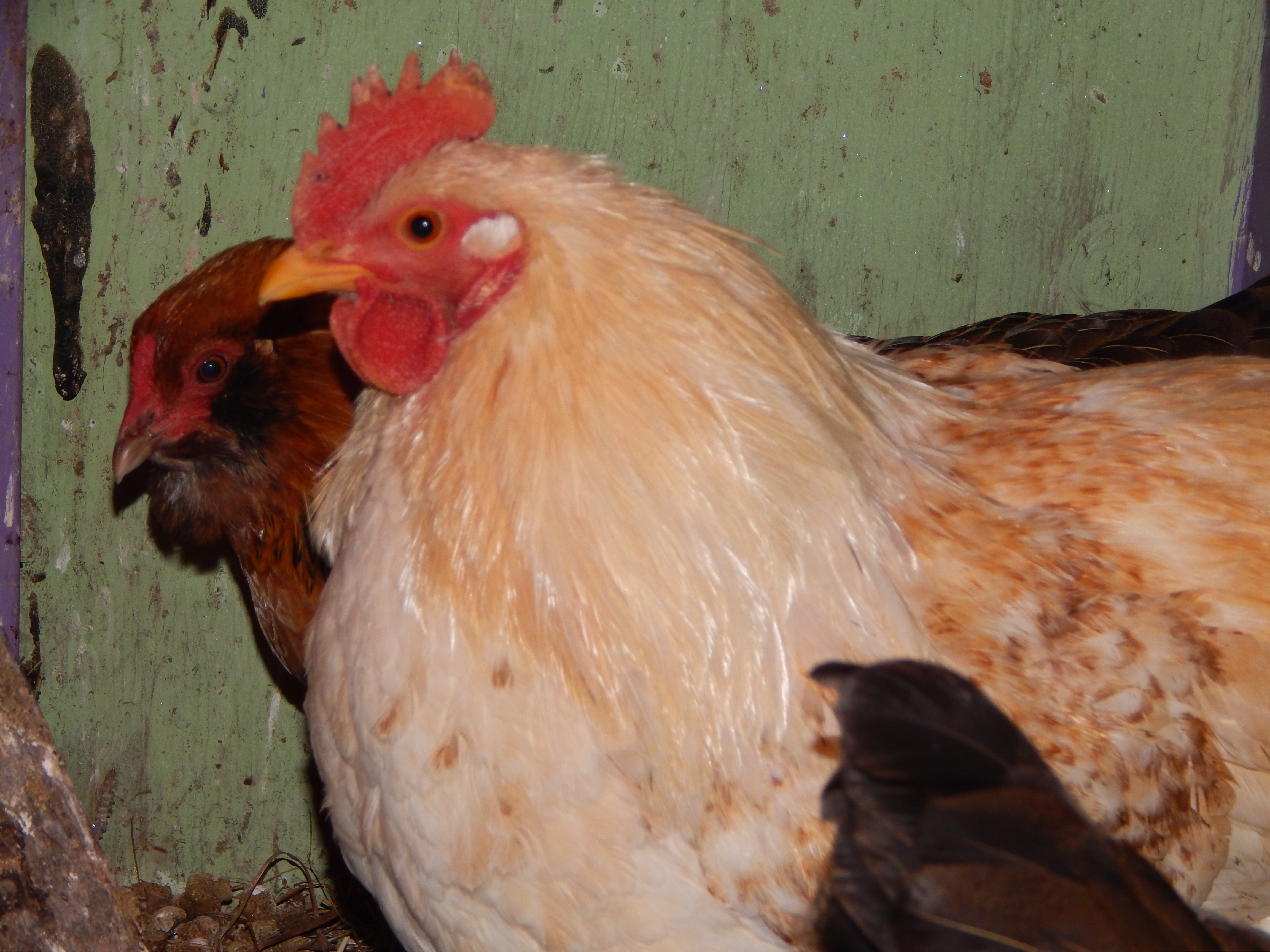 Haymitch, a barnyard mix