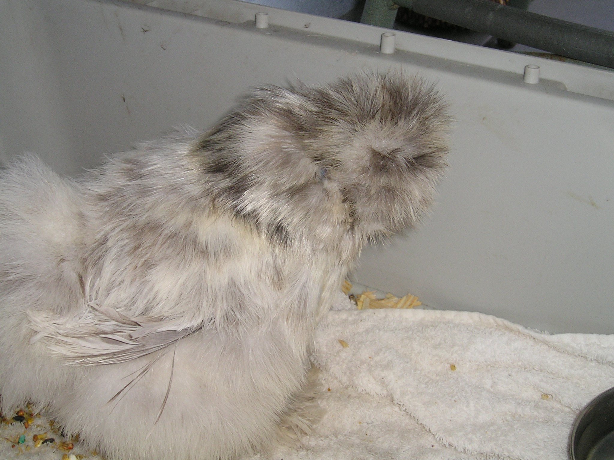 "Haze"  Silkie hen ( brain trauma)  doing great!