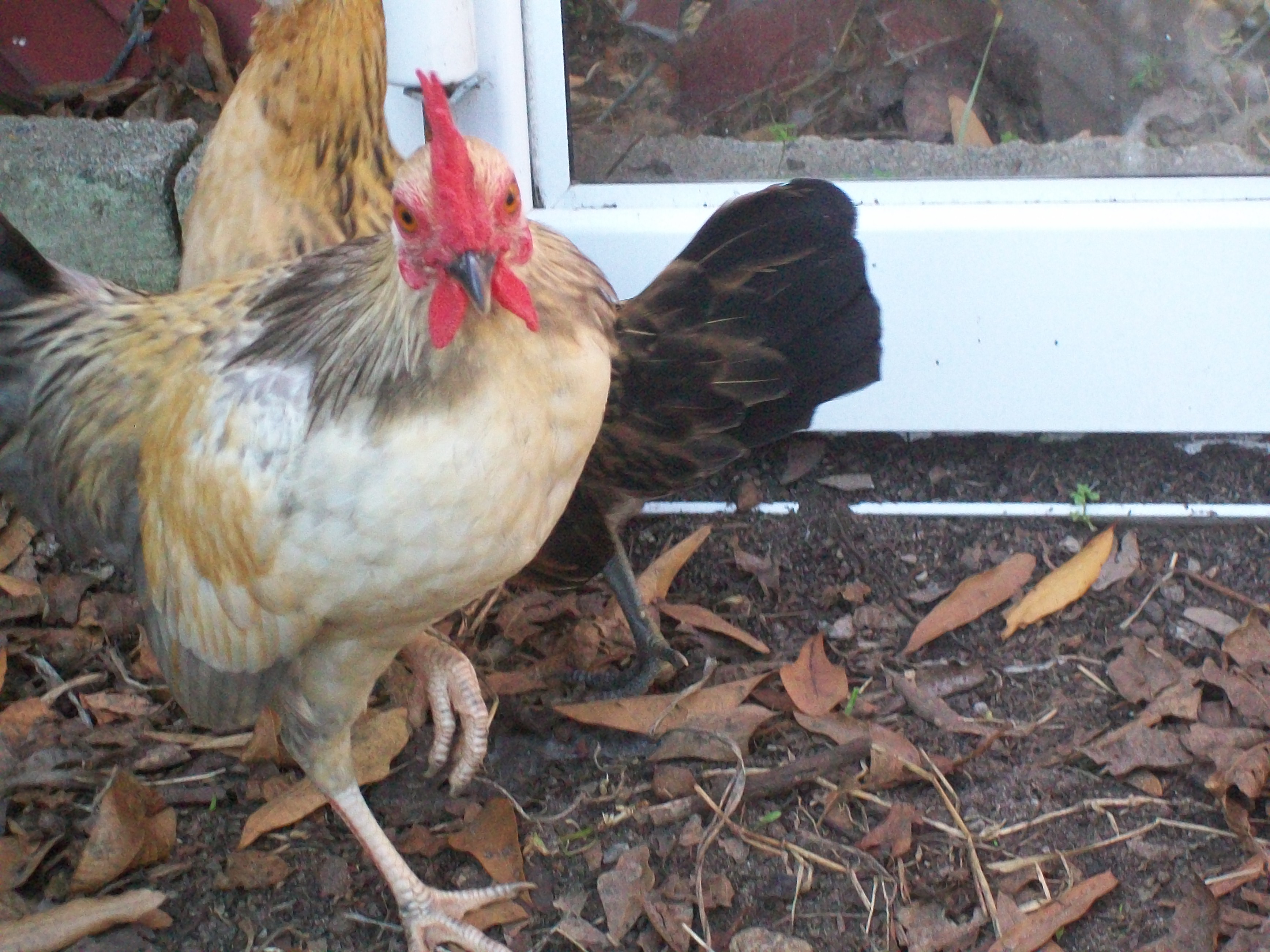 Haze (was Hazel then turned out to be a roo)