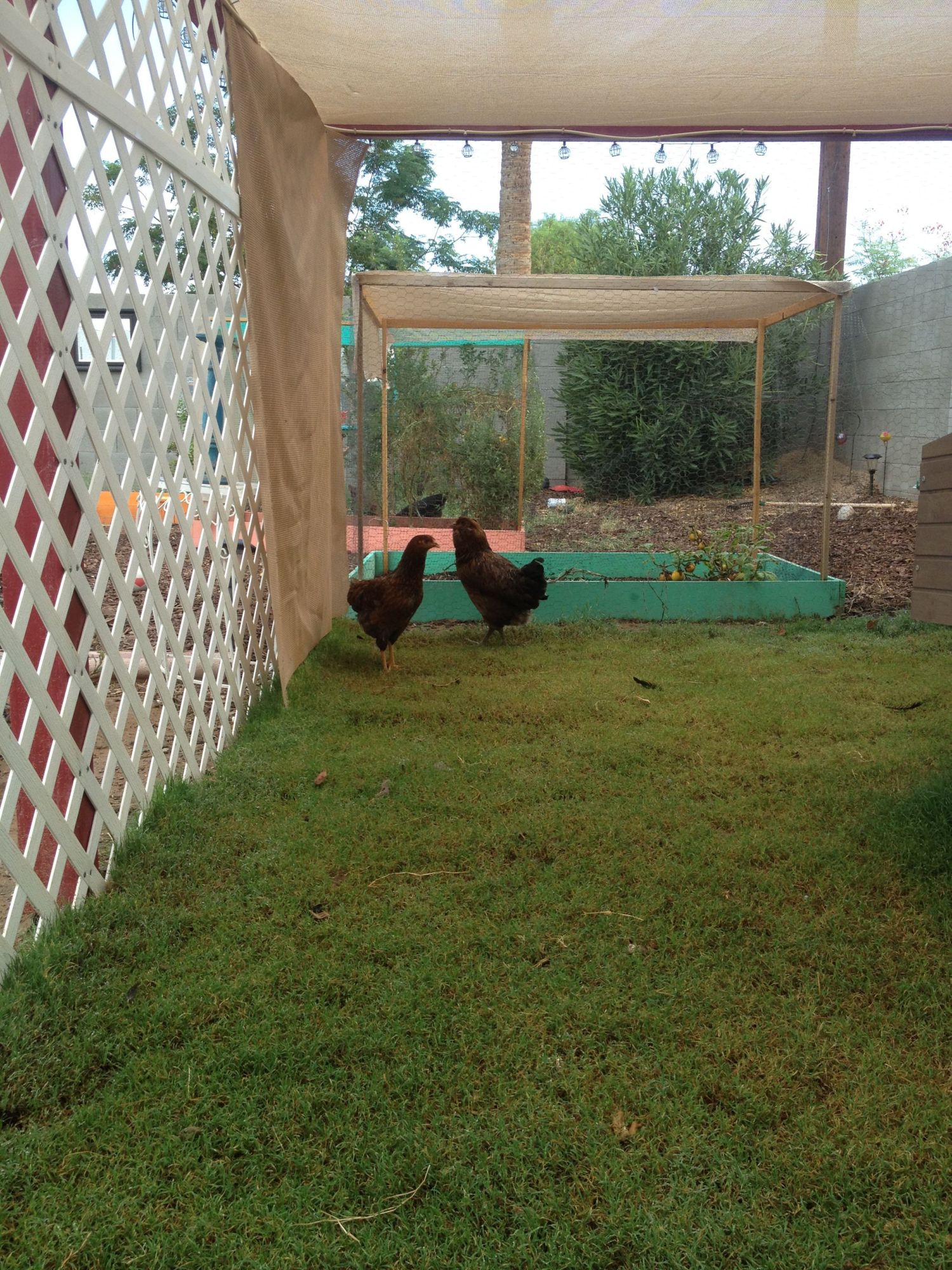 Hazel and Hattie, after I first brought them home.