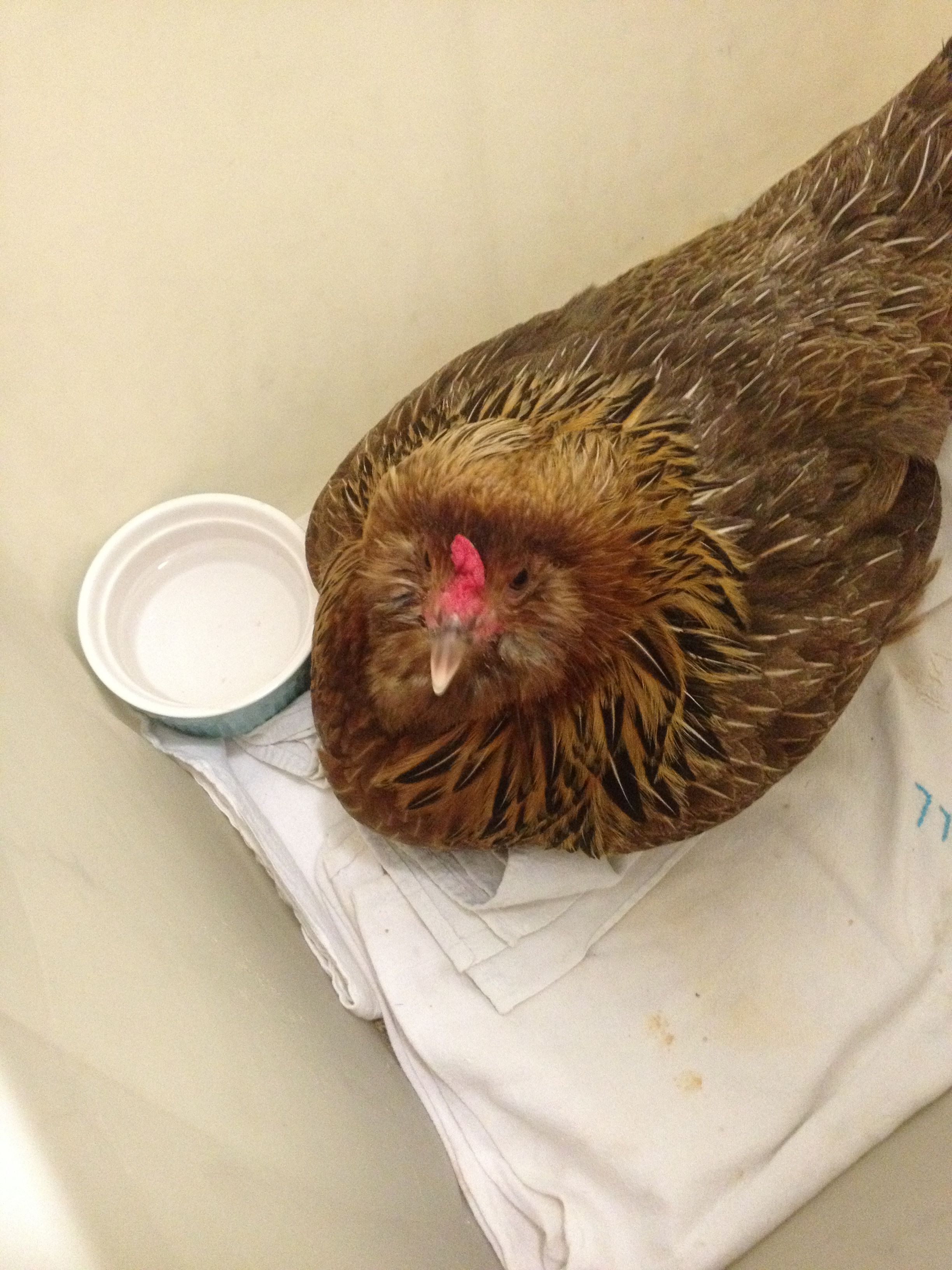 Hazel had a hip injury. This is her at the Vet office.