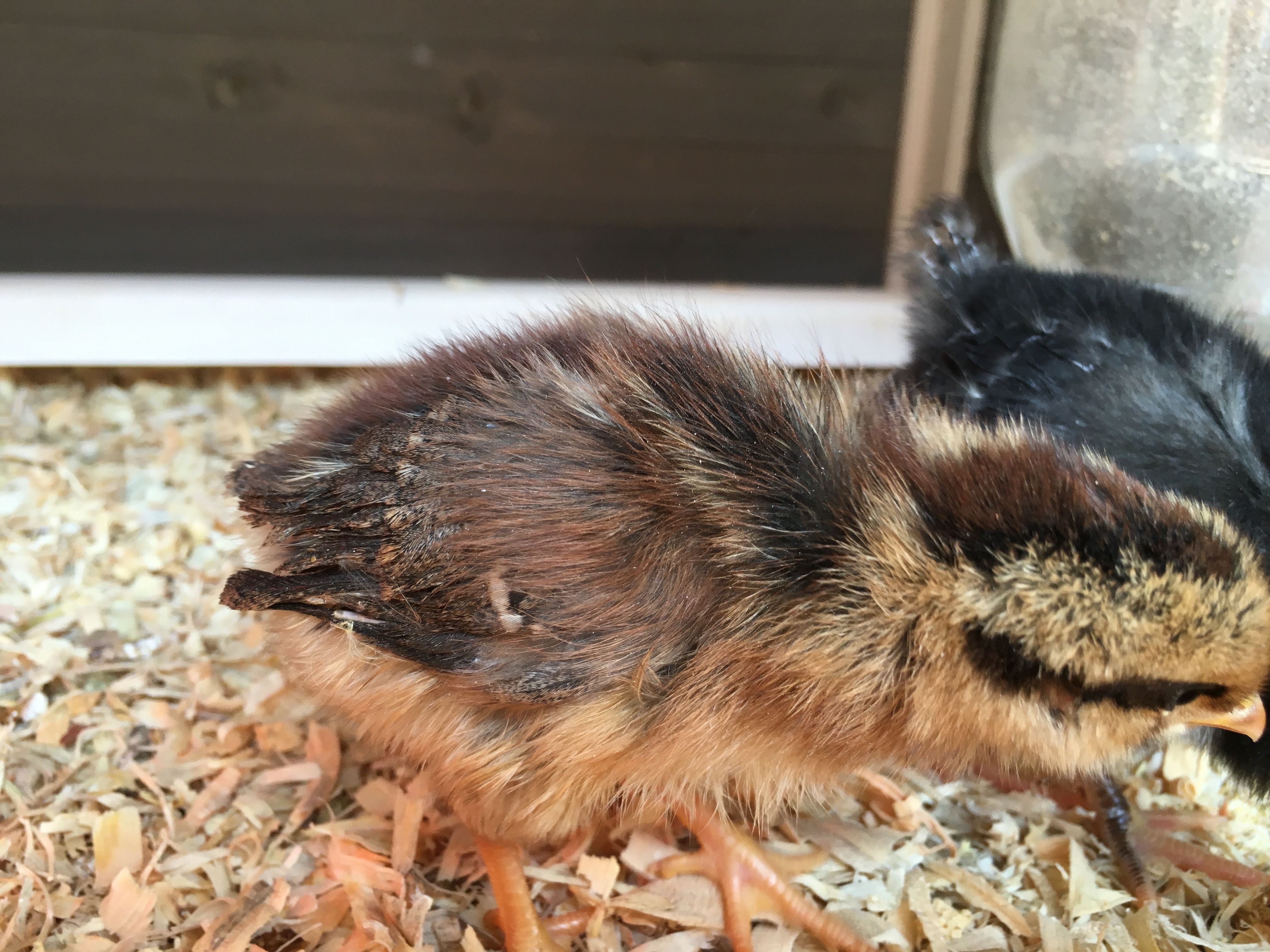 Hazel, my daughter's Leghorn hen.