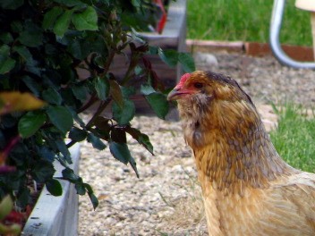 Hazel-My Easter Egger