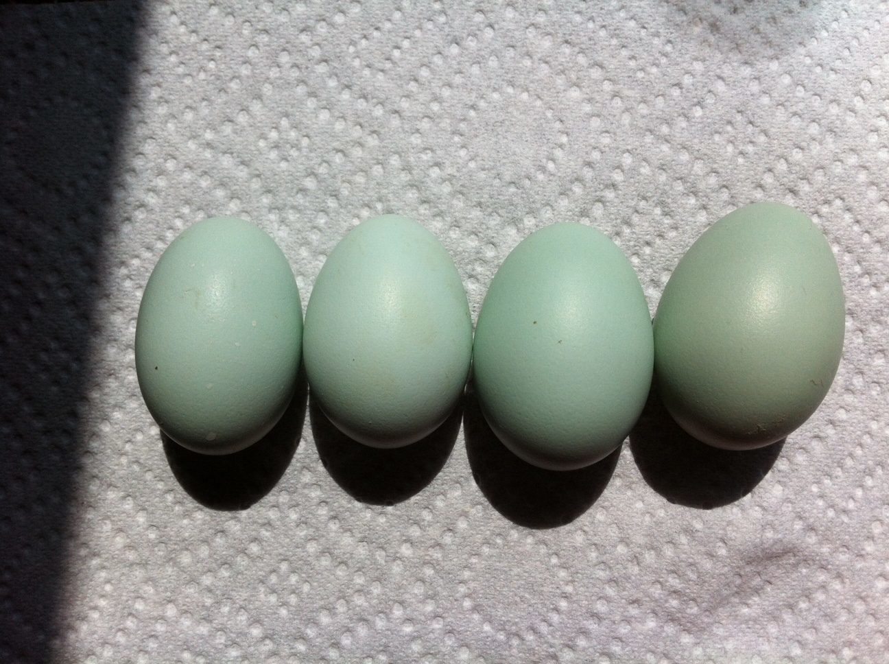 Hazel my EEs first Eggs!!