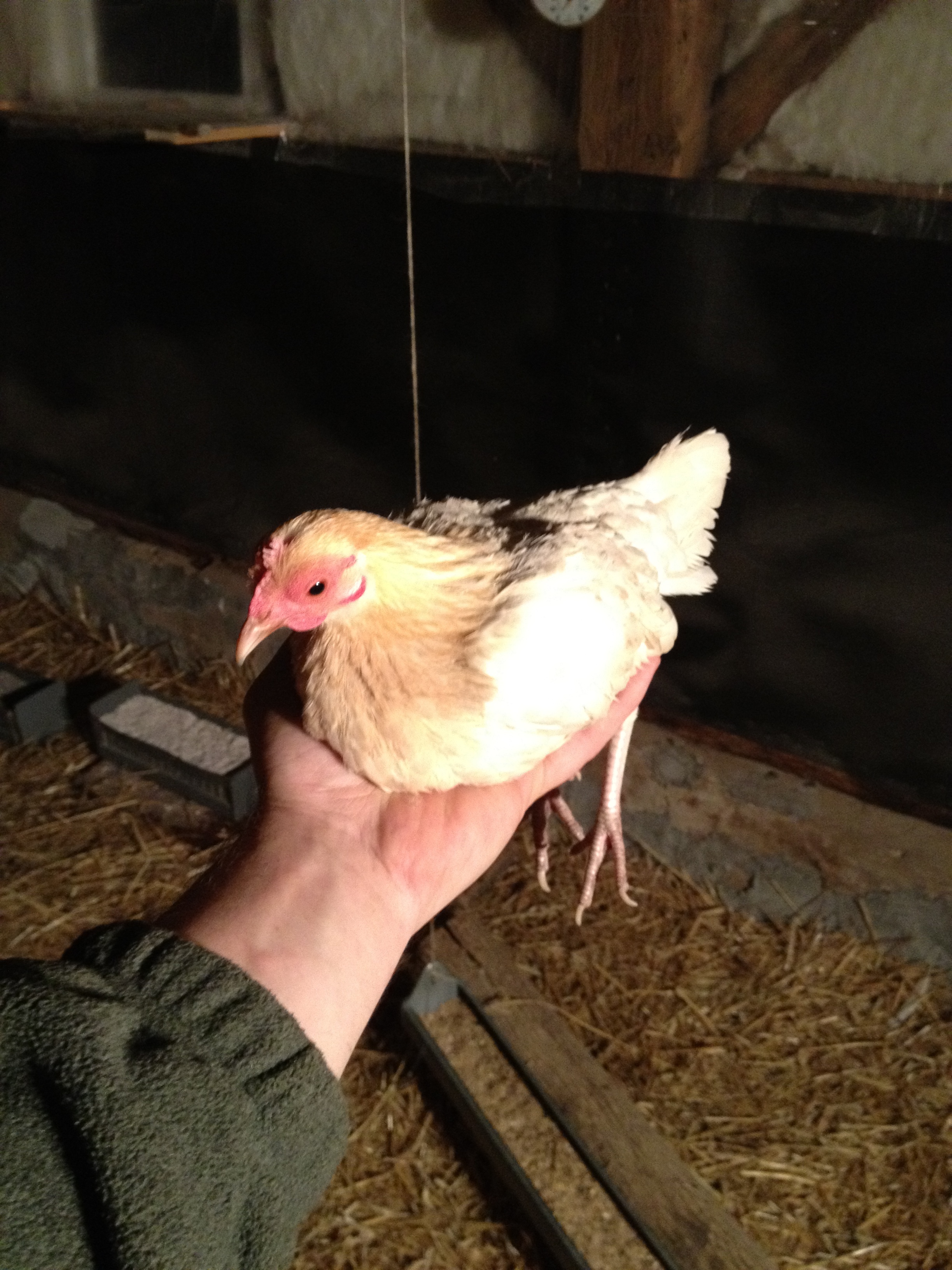 Hazel- My Gold Pyle OEG Hen... This bantie is daddys' little girl!