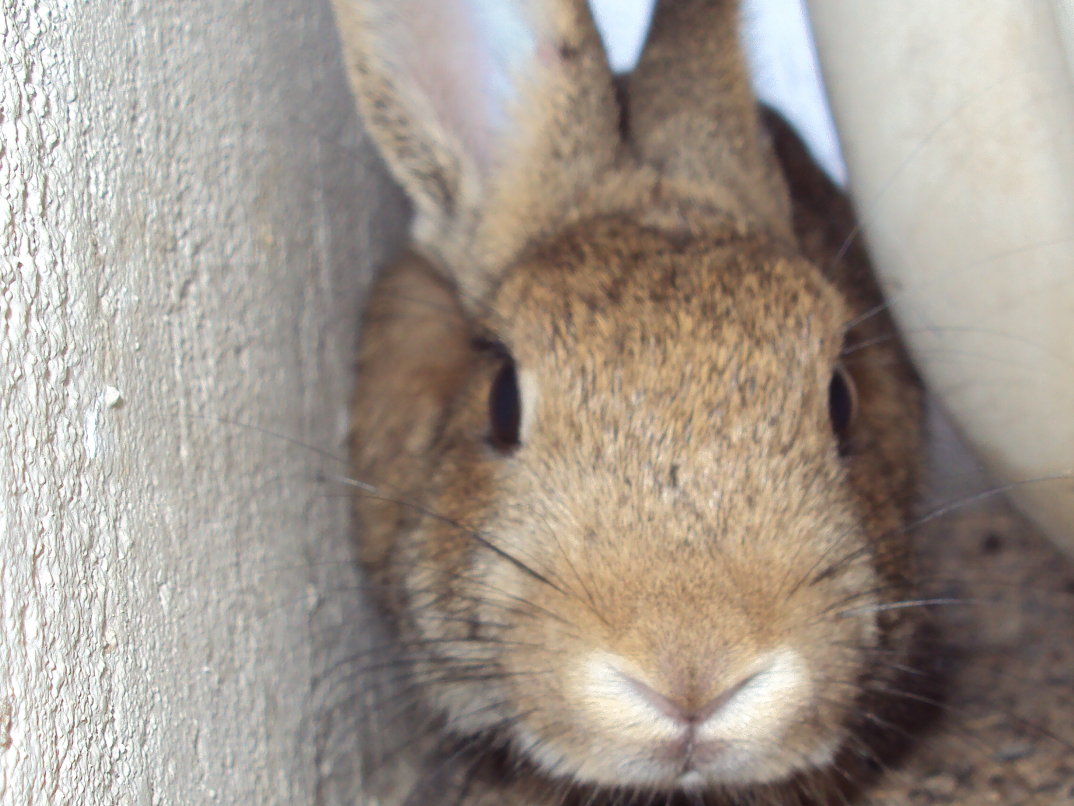 Hazel the Dwarf Bunny (RIP)
