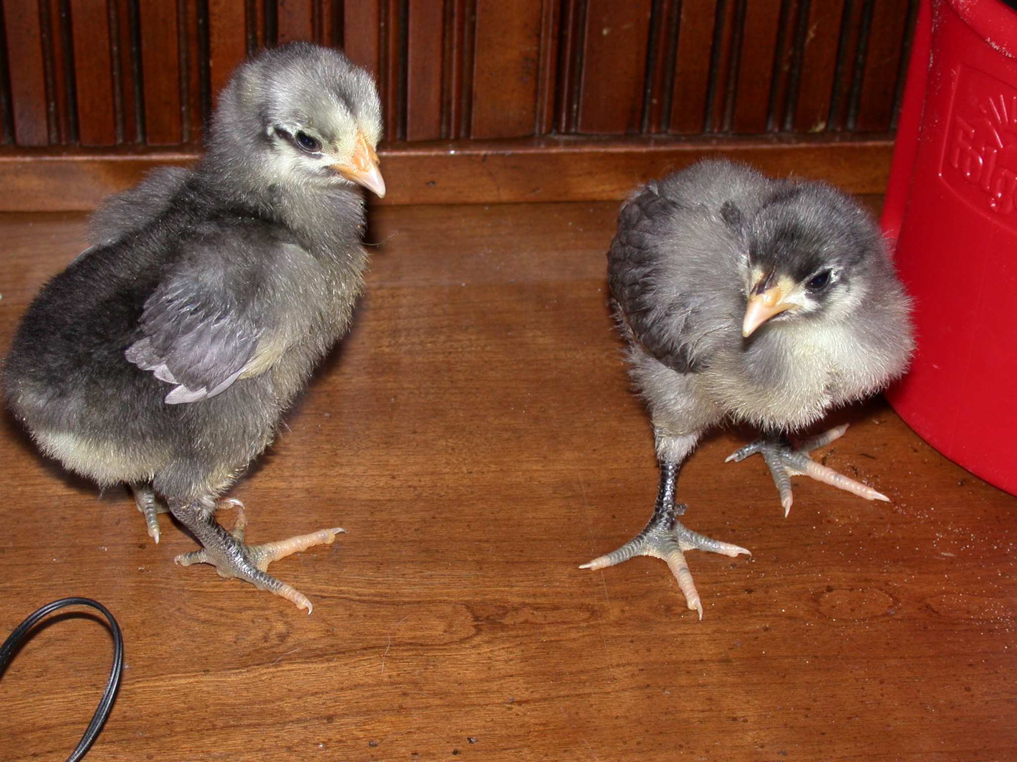 He and She Blue Orps