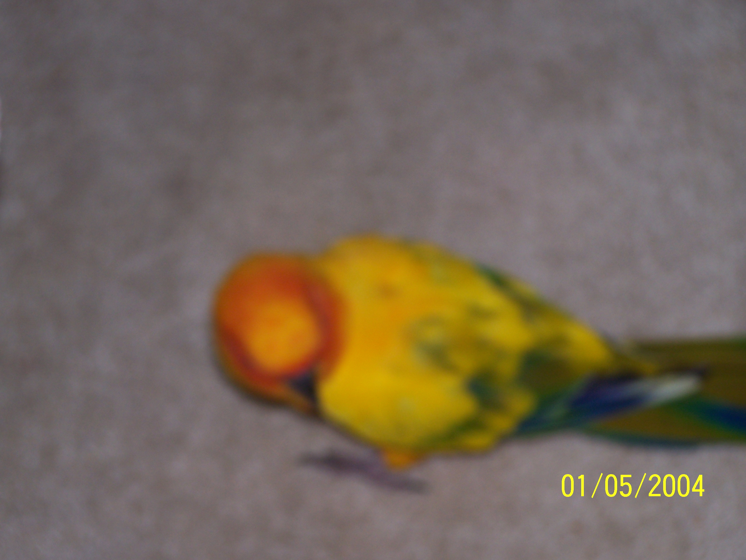 he flew on the floor