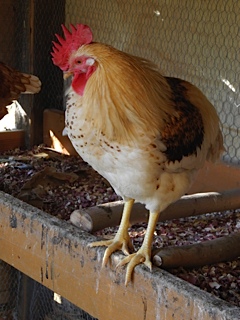He has a beautiful pattern on his chest.