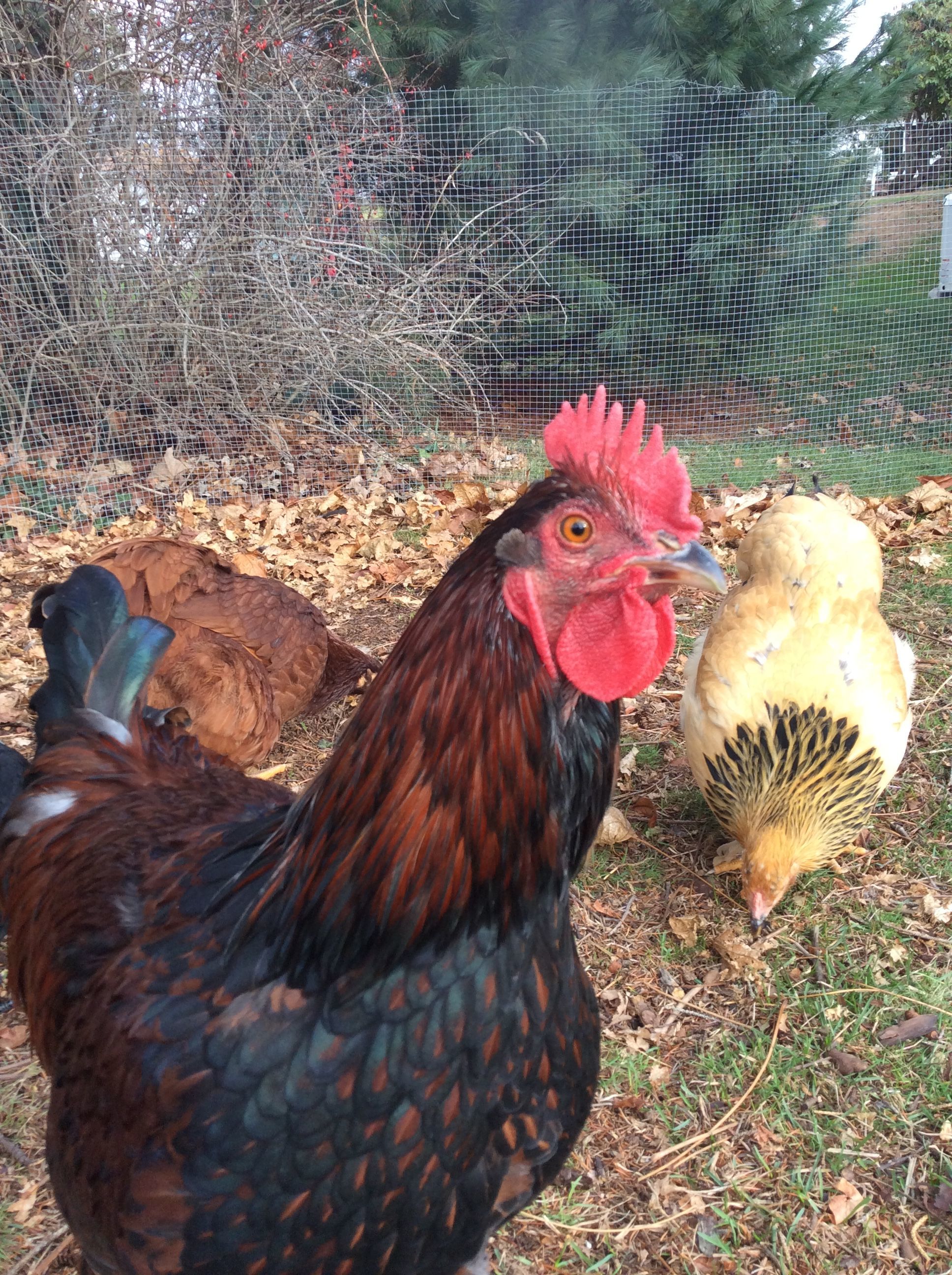 He is a Handsome fella but someone else's problem or dinner now