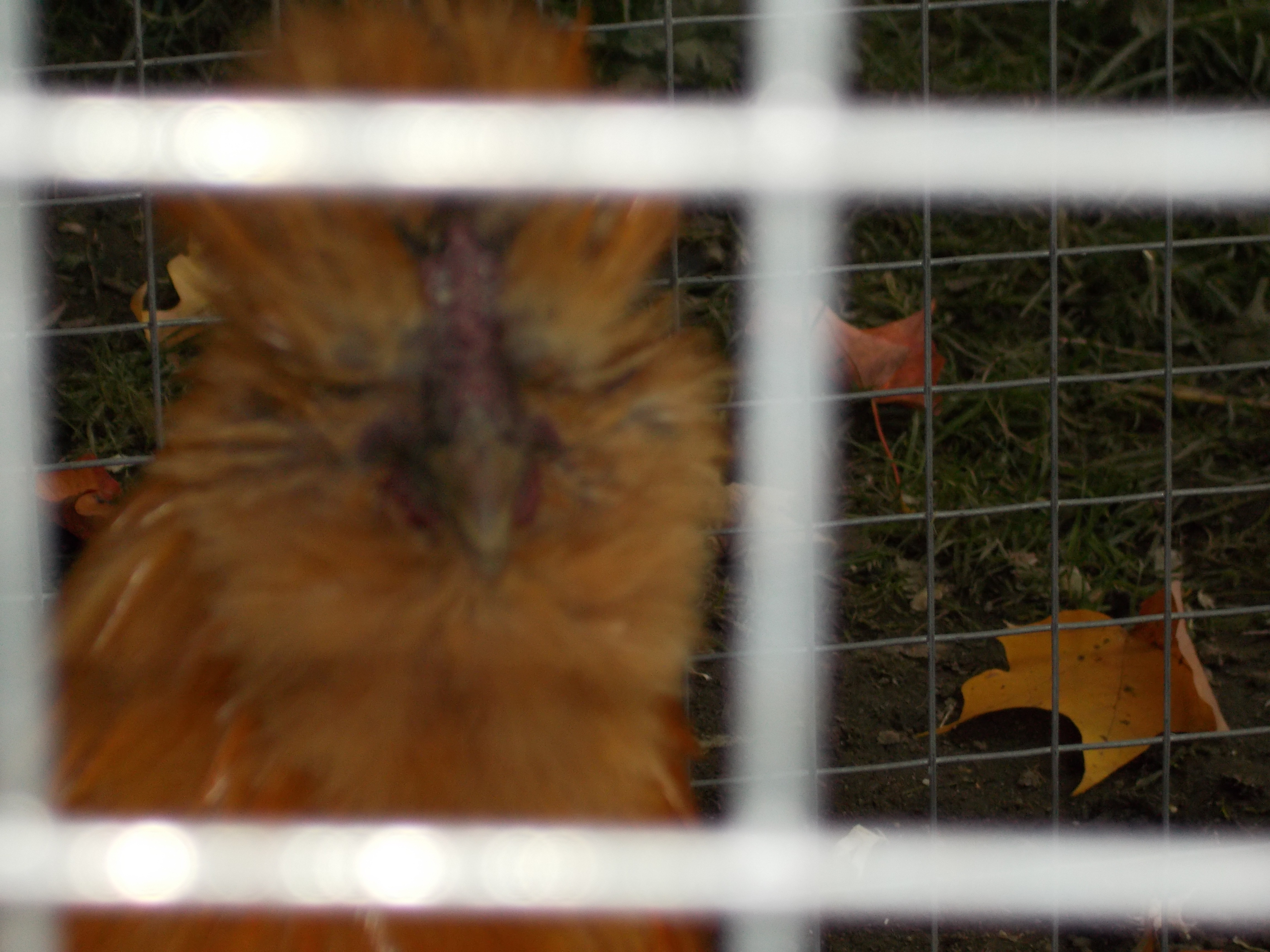 He is starting to get red around the mouth and the beginnings of a crown above the beak.  I know that some hens can get this also.  He is also getting longer feathers on the top of his head.
