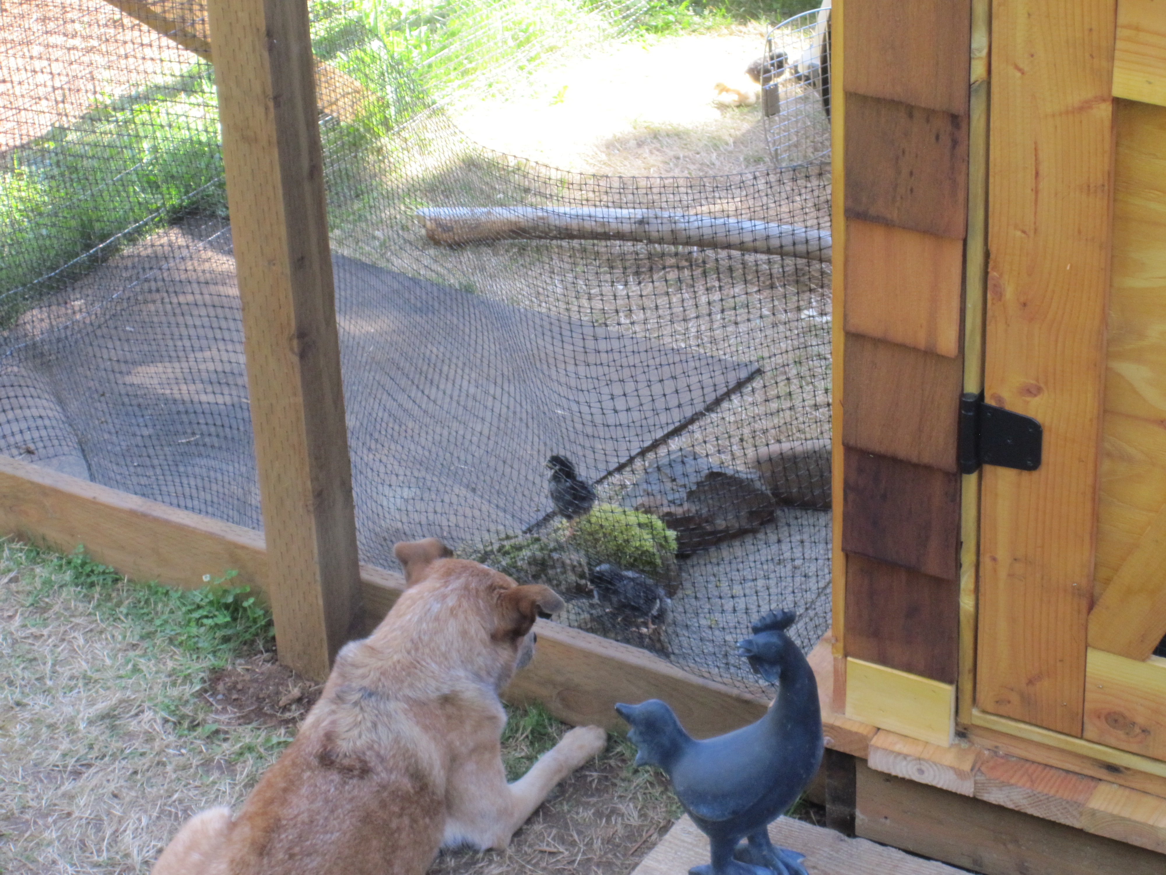 He is the chicken whisperer!