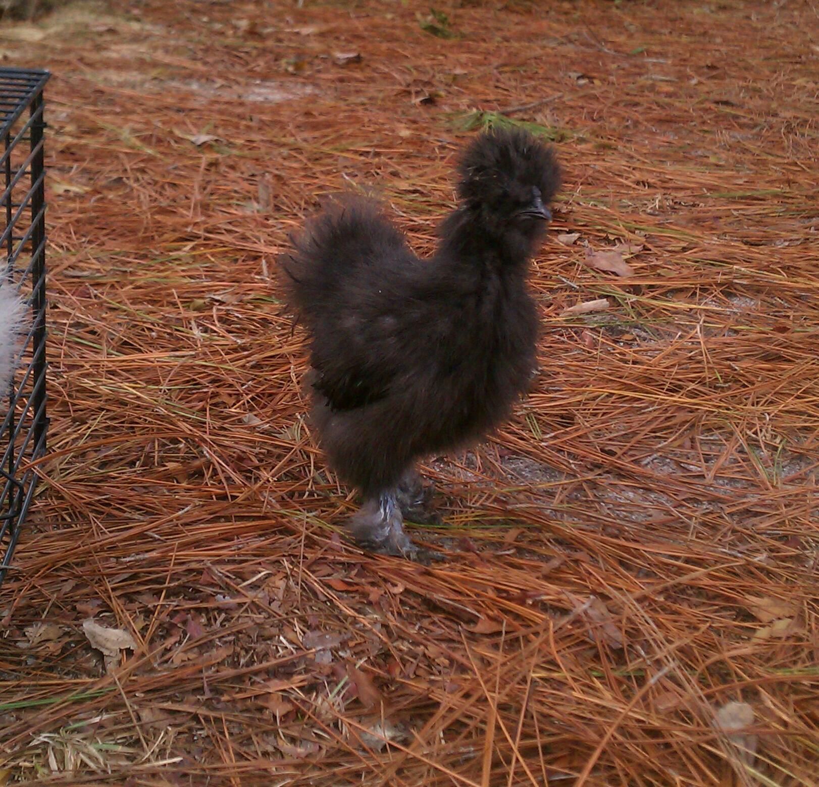 He is the dominant roo in the silkie flock, as of now