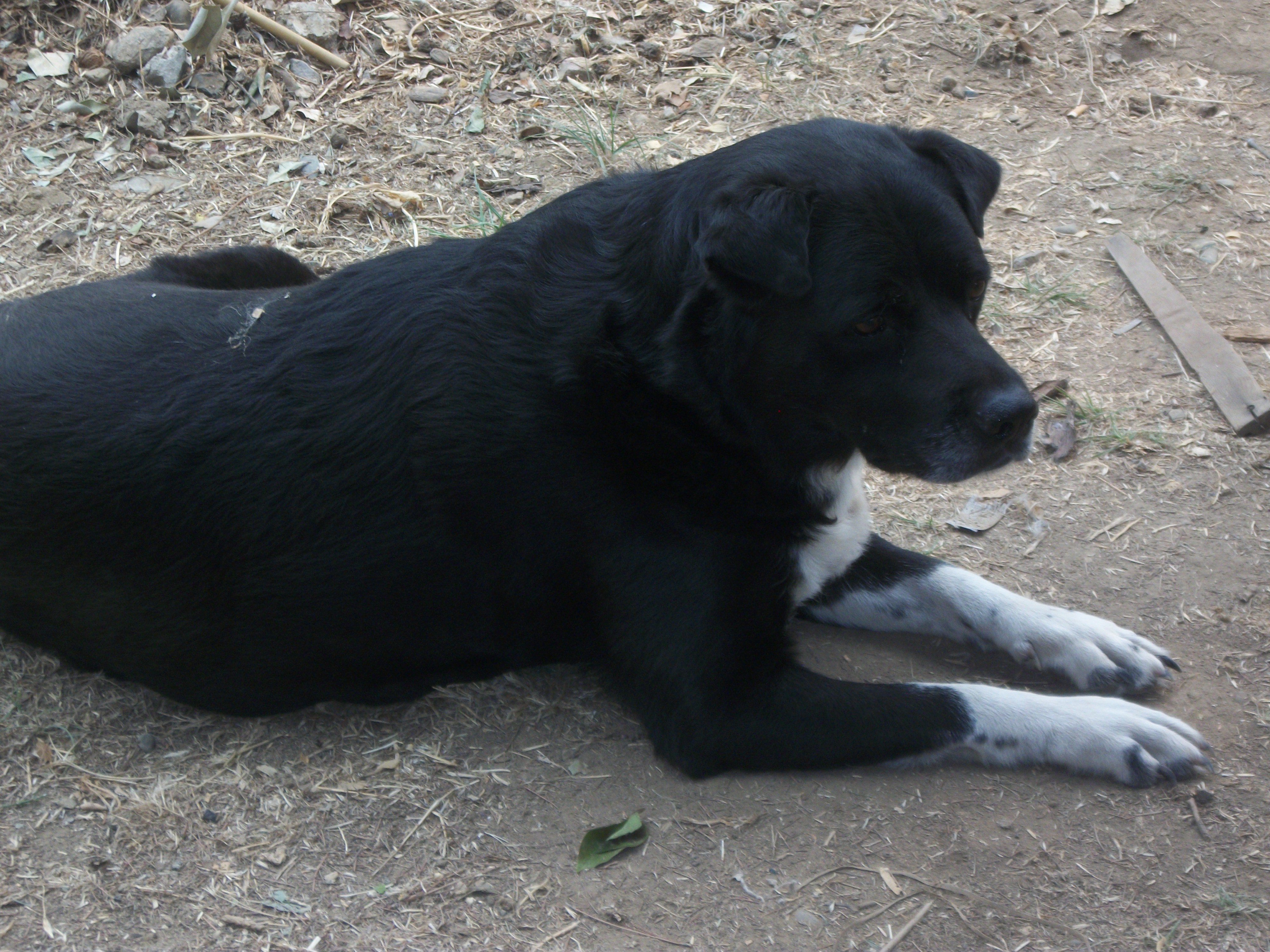 He is the guard dog who looks over all of them. Very dedicated!!!