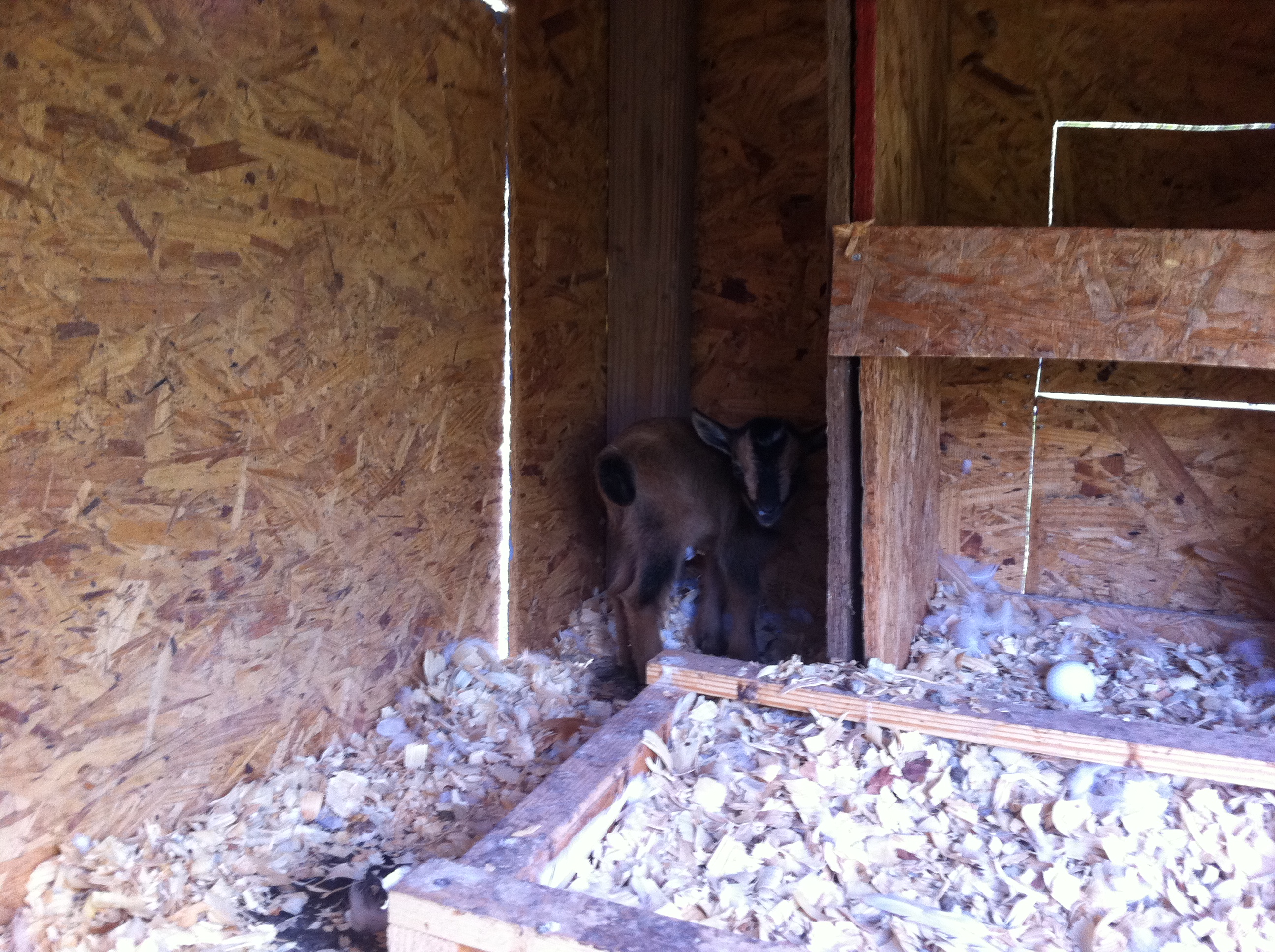 HE likes to sleep in the corner of the chicken coop.