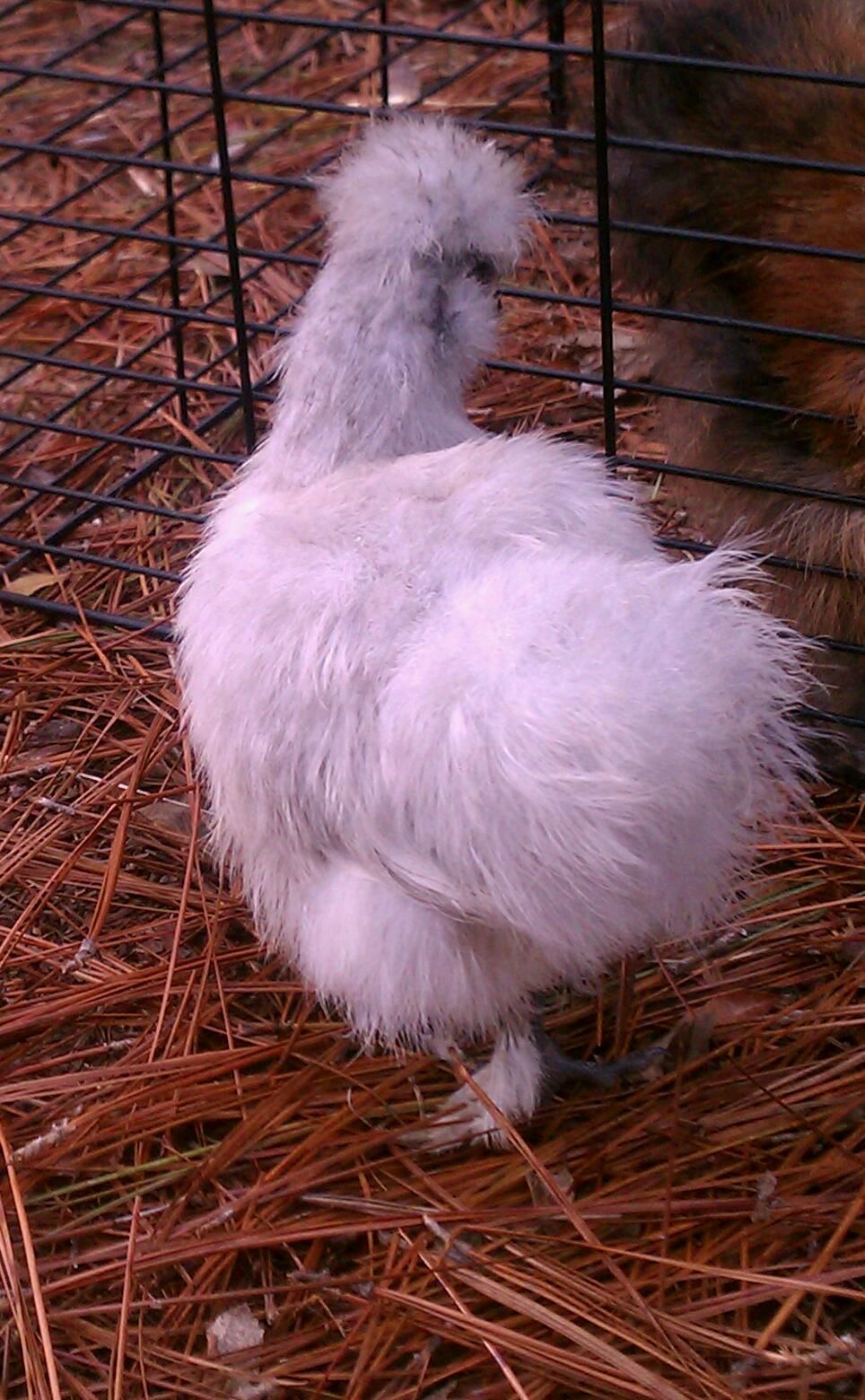 He or she? from behind