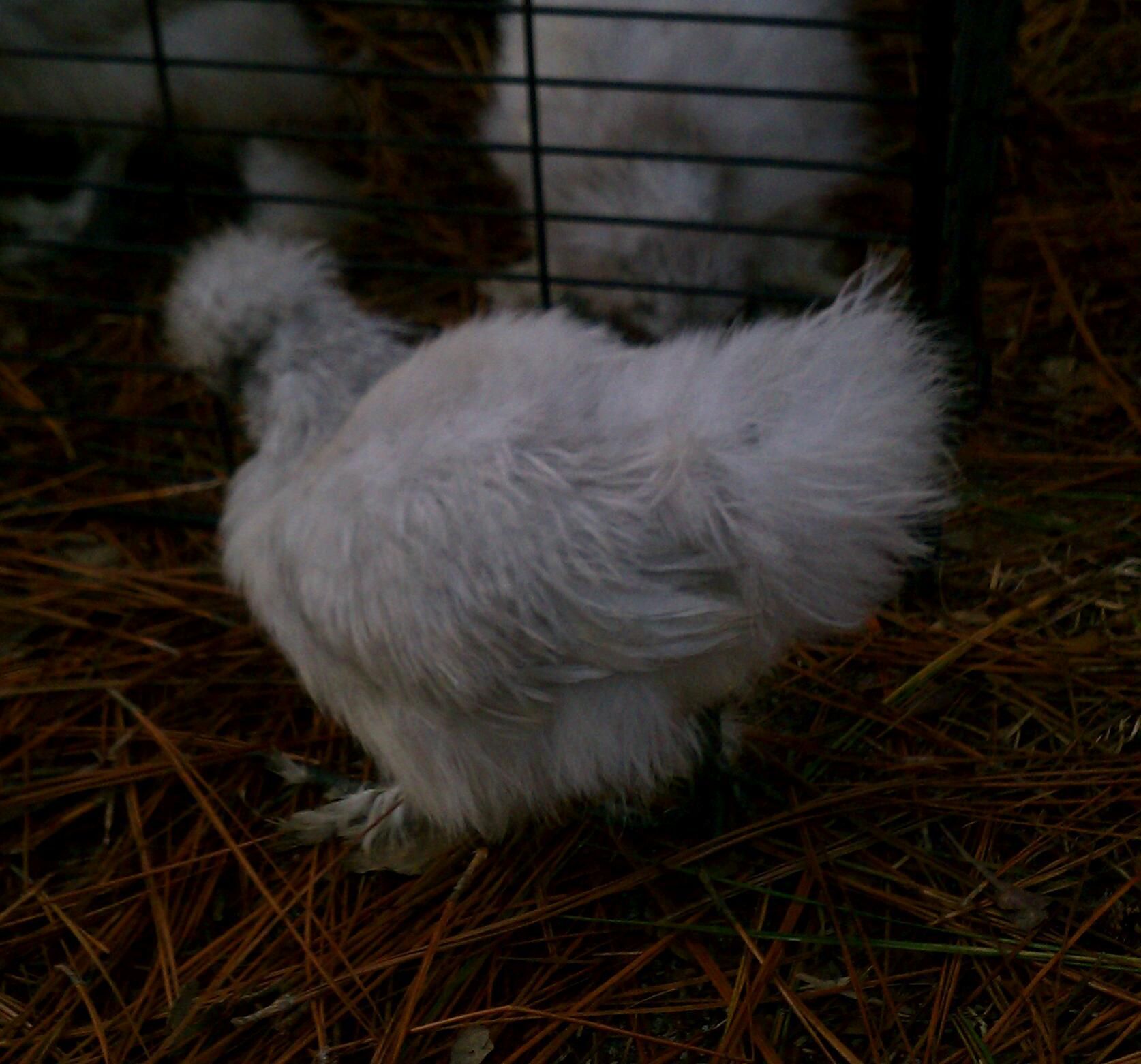 He or She? Lavender Silkie