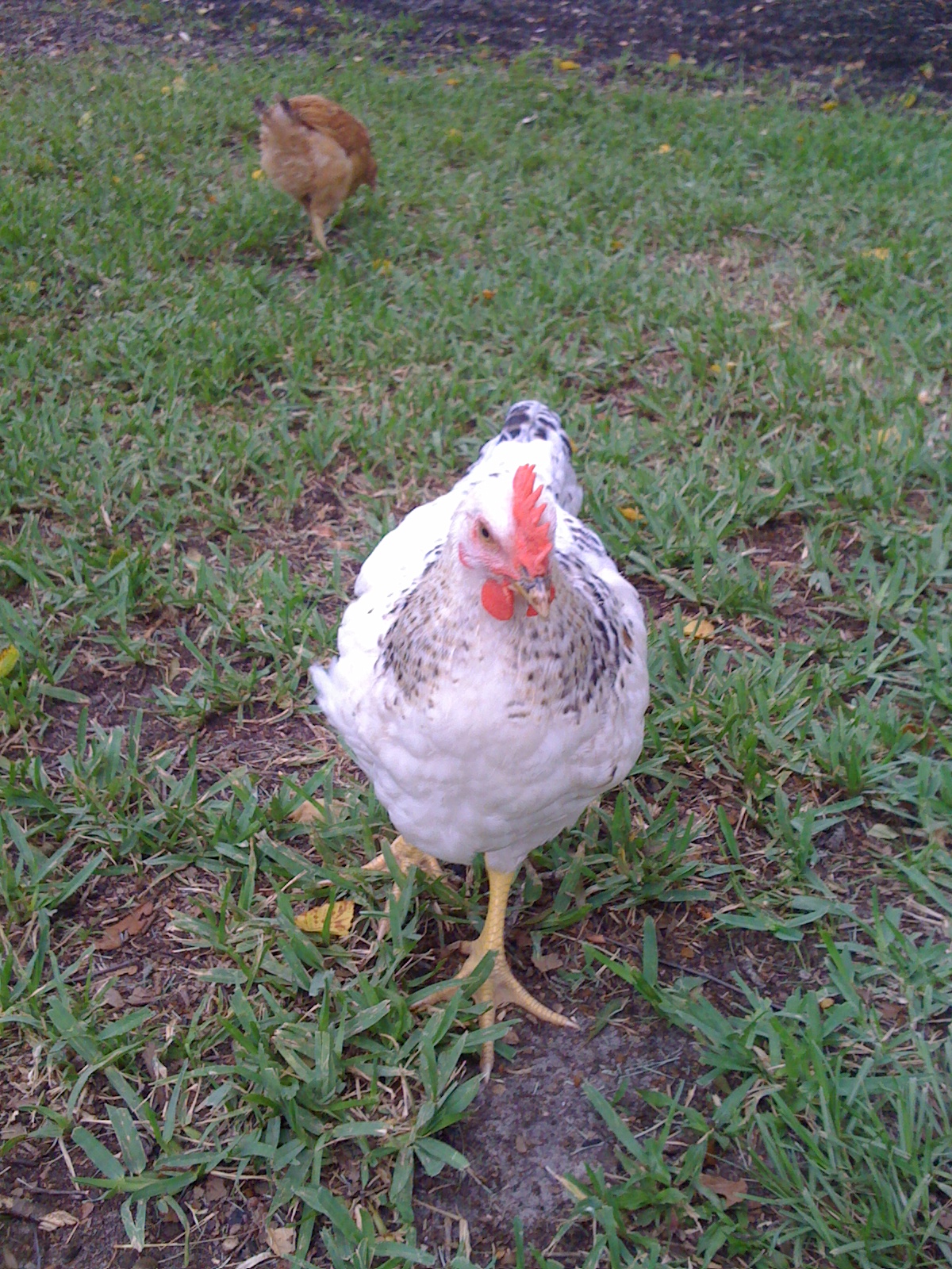 He/She is so pretty and incredibly sweet if it's a cockerel. Please tell me IT is a SHE!!